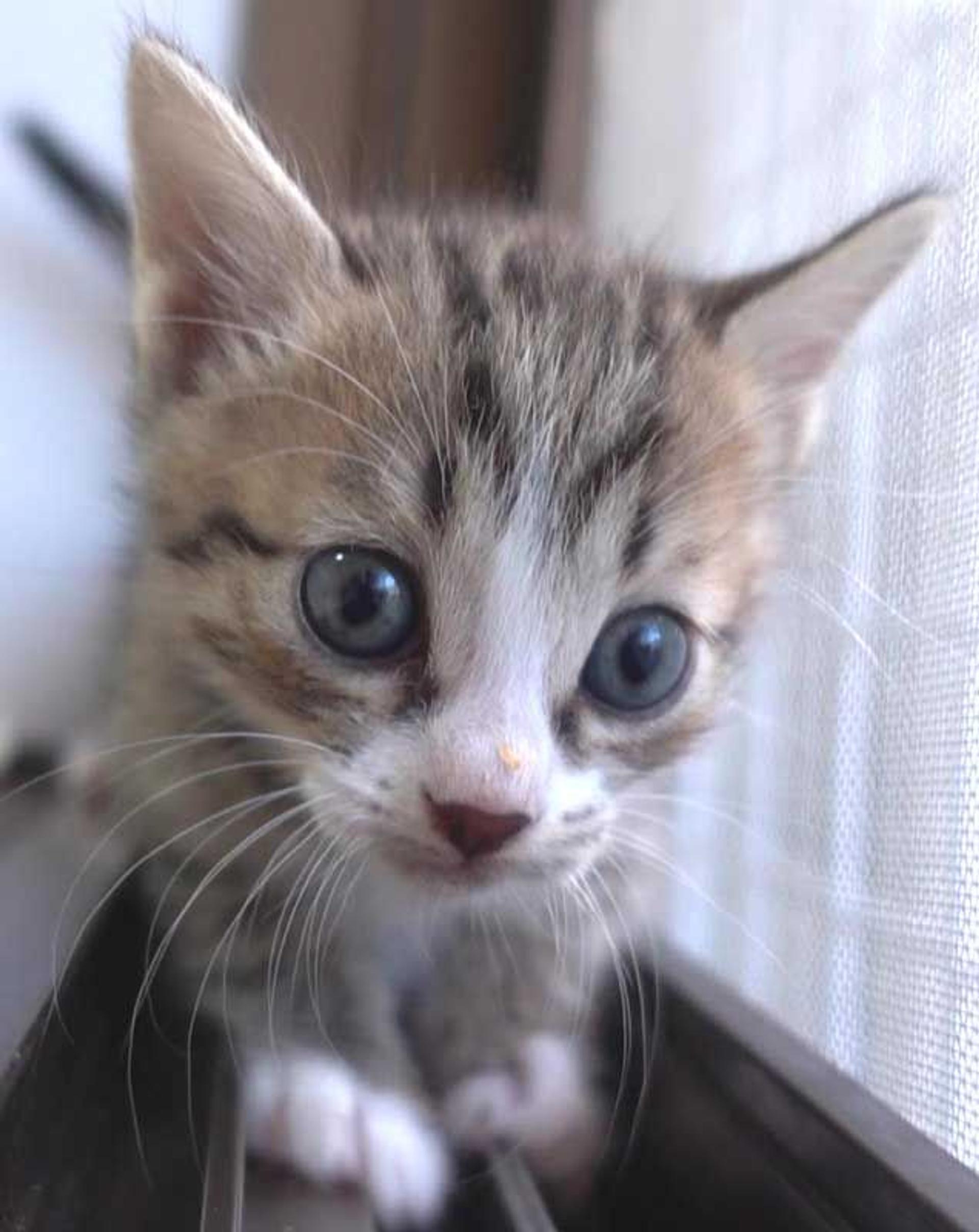pet-image-3