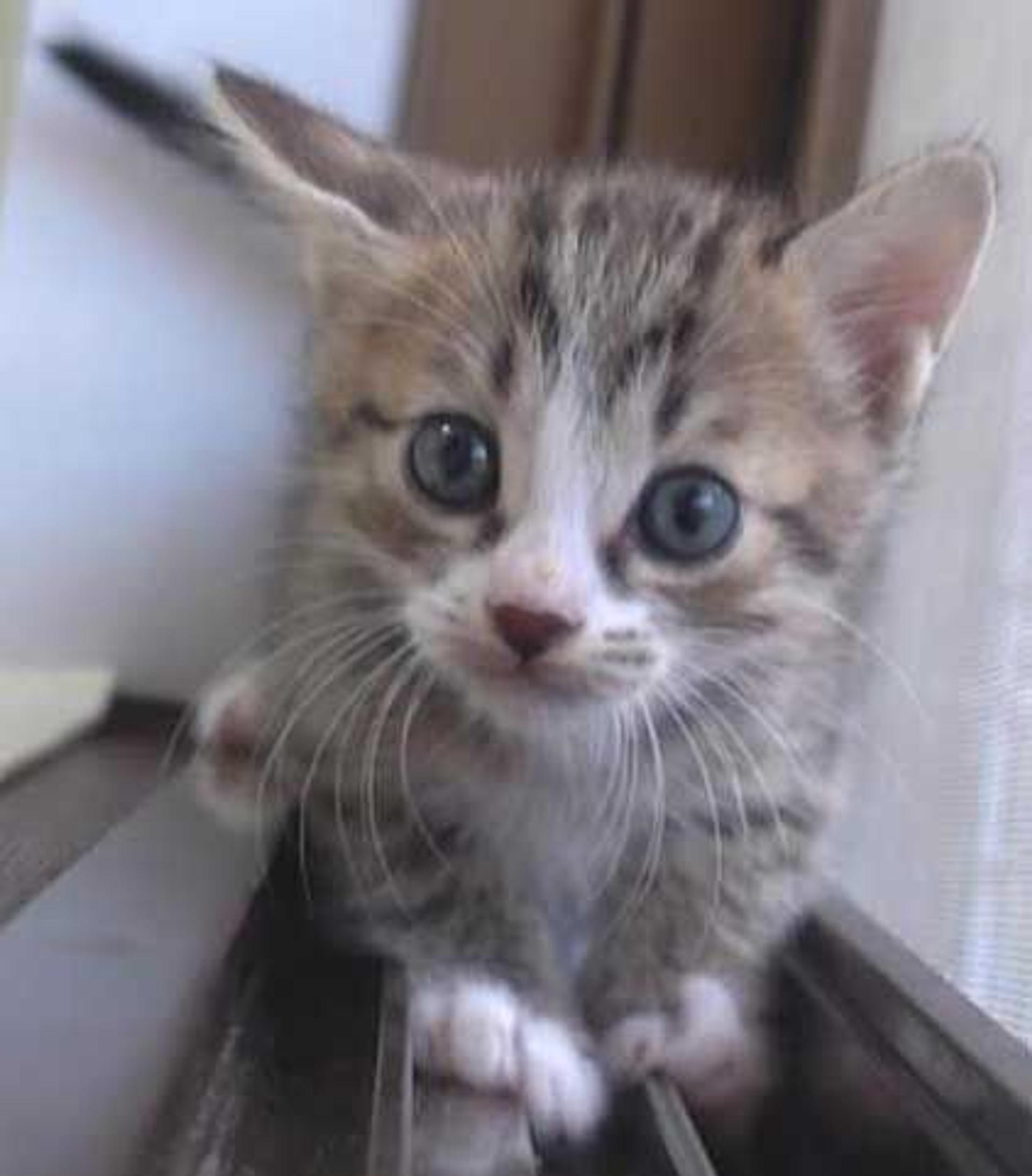 pet-image-5