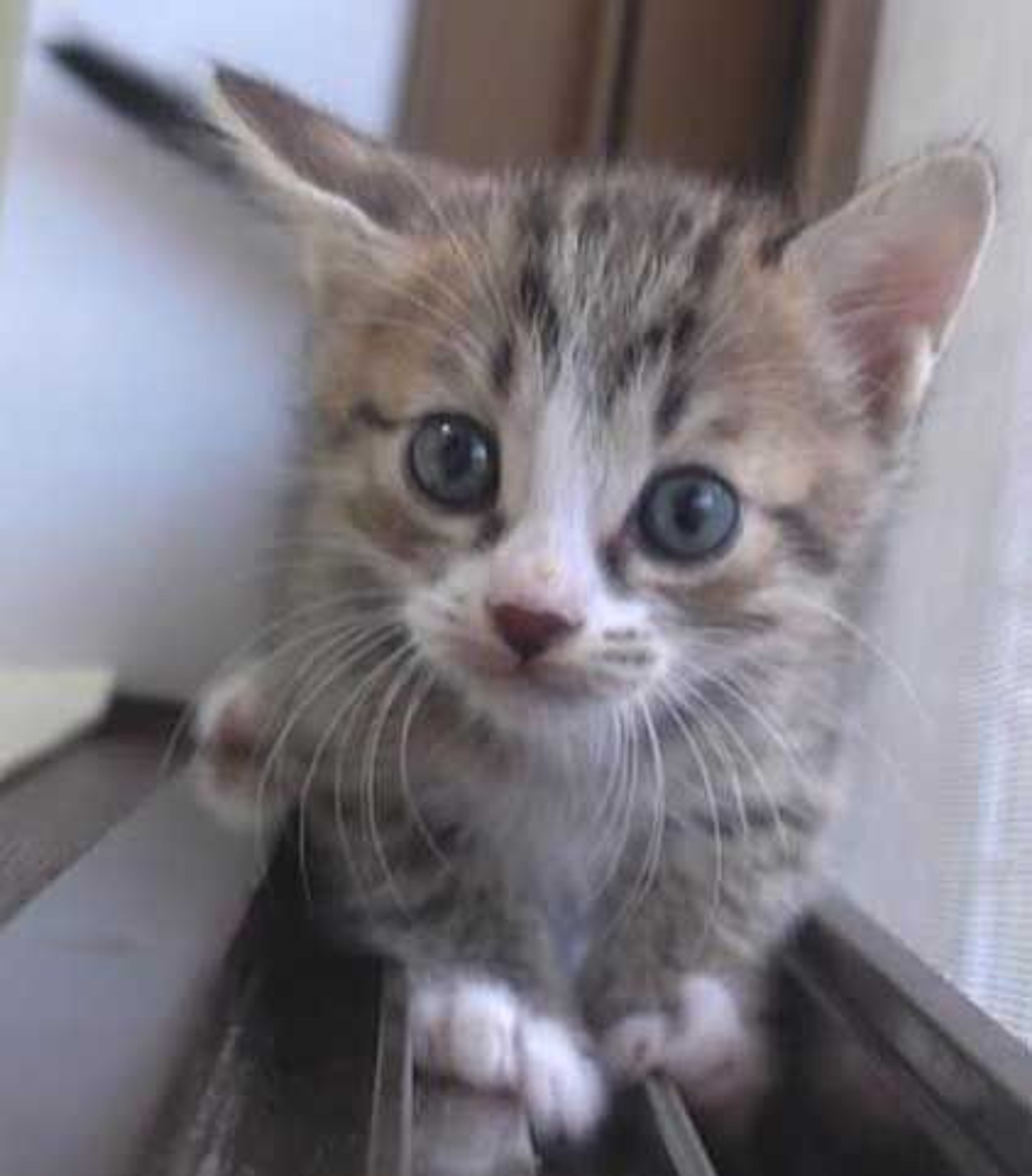 pet-image-5