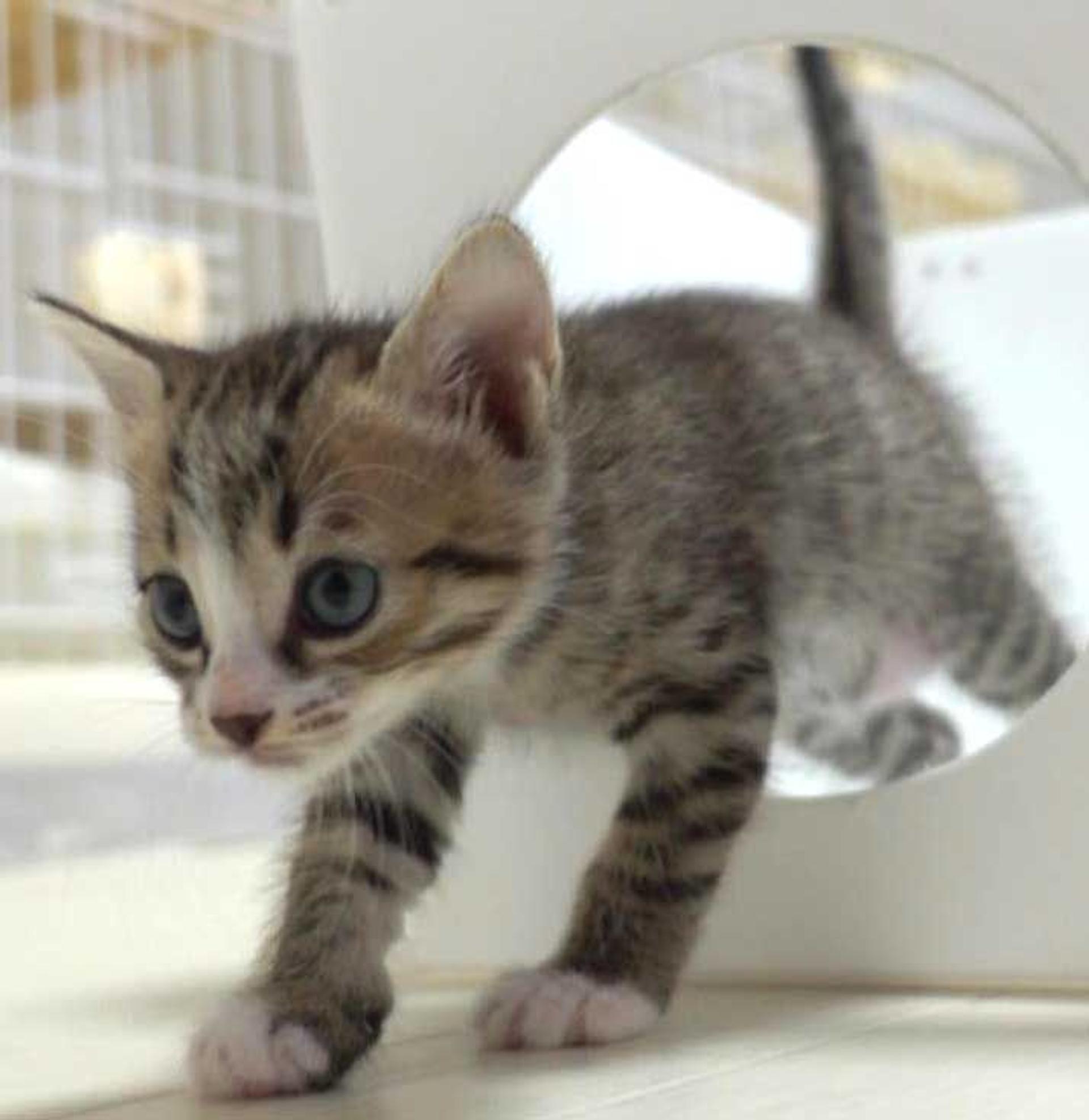 pet-image-9