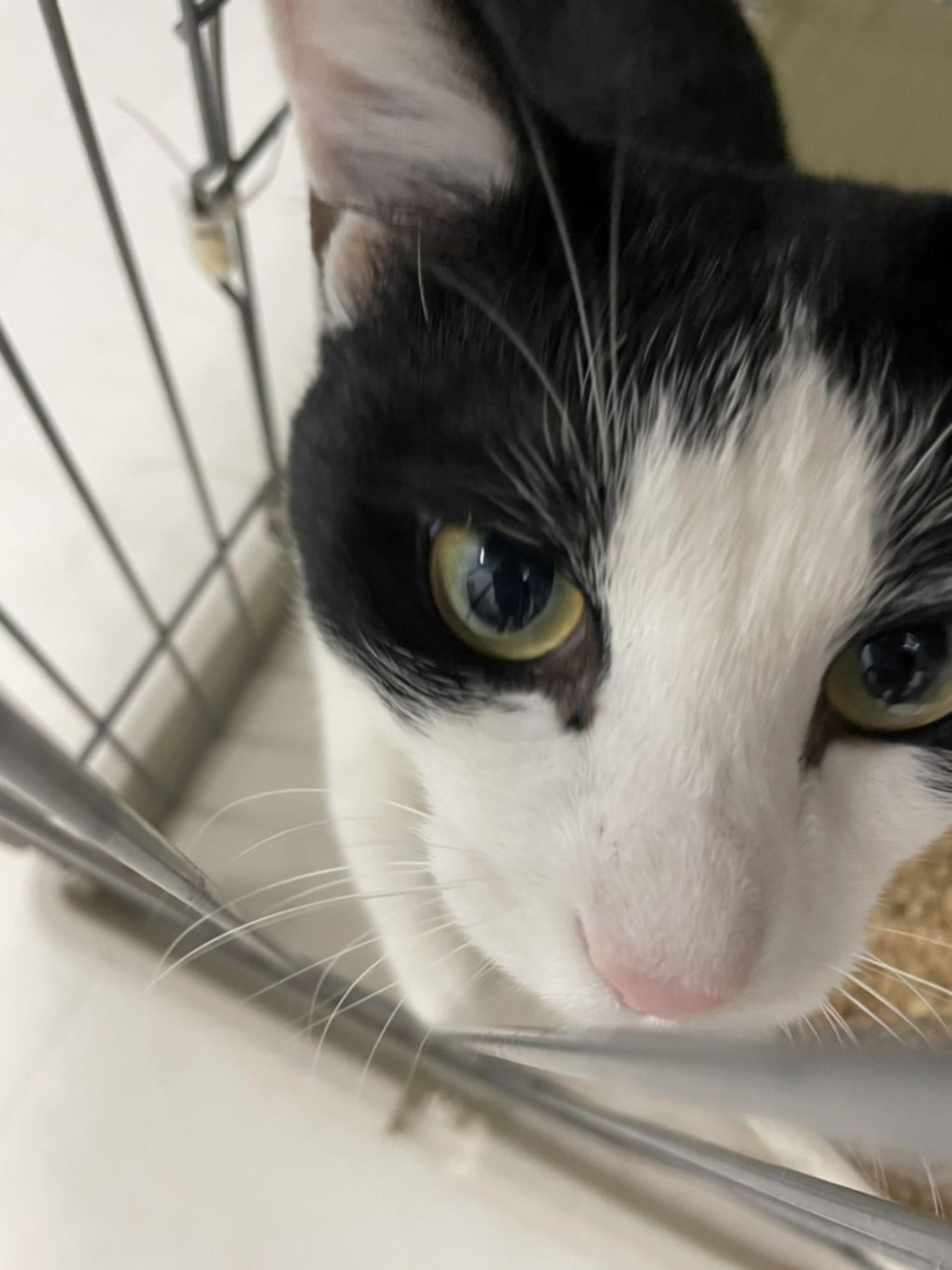 pet-image-2