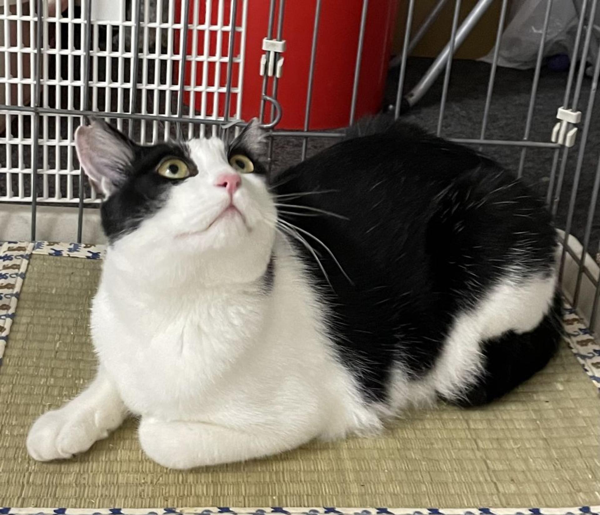 pet-image-4