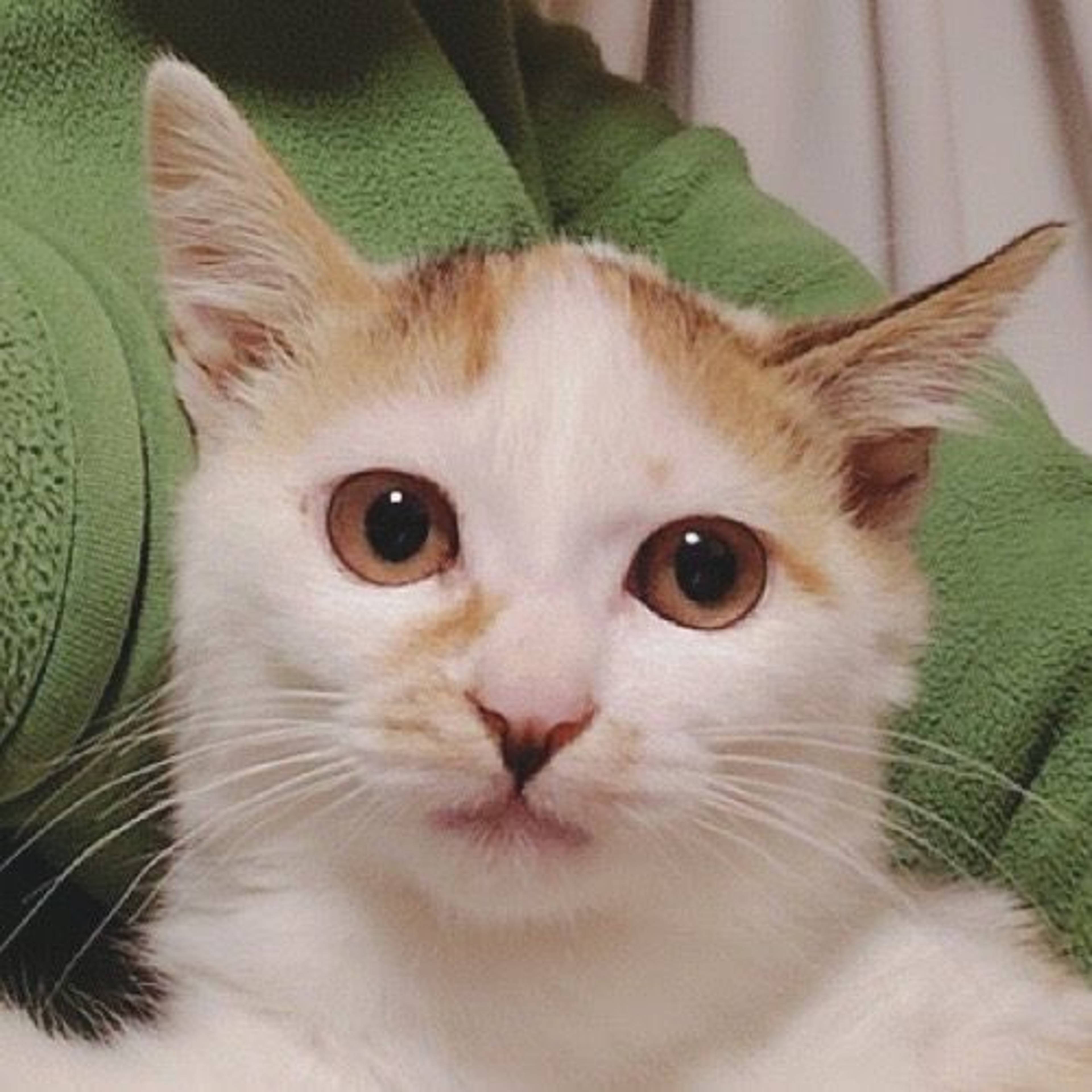 雑種（ミックス猫）・メスの里親募集の写真