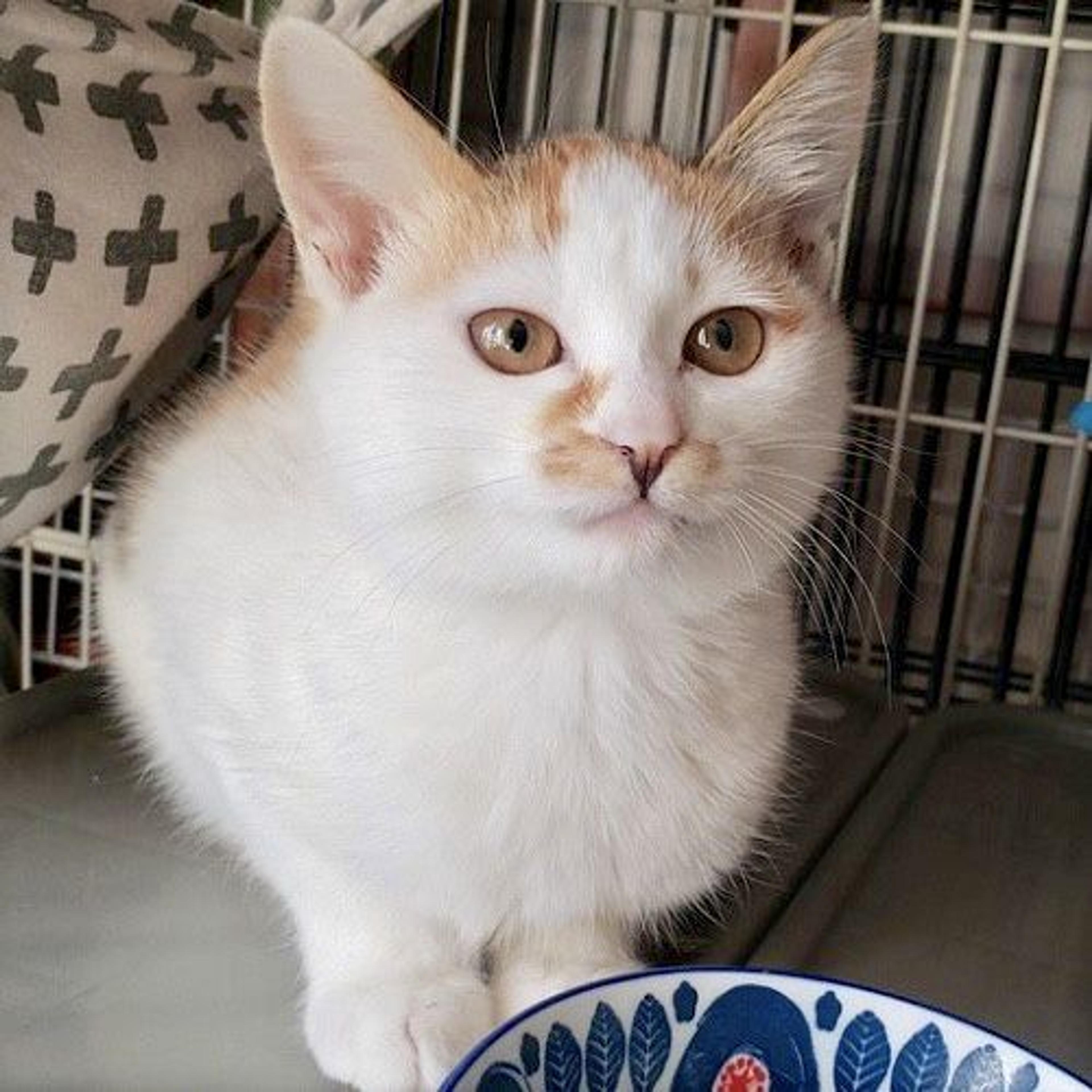 pet-image-2