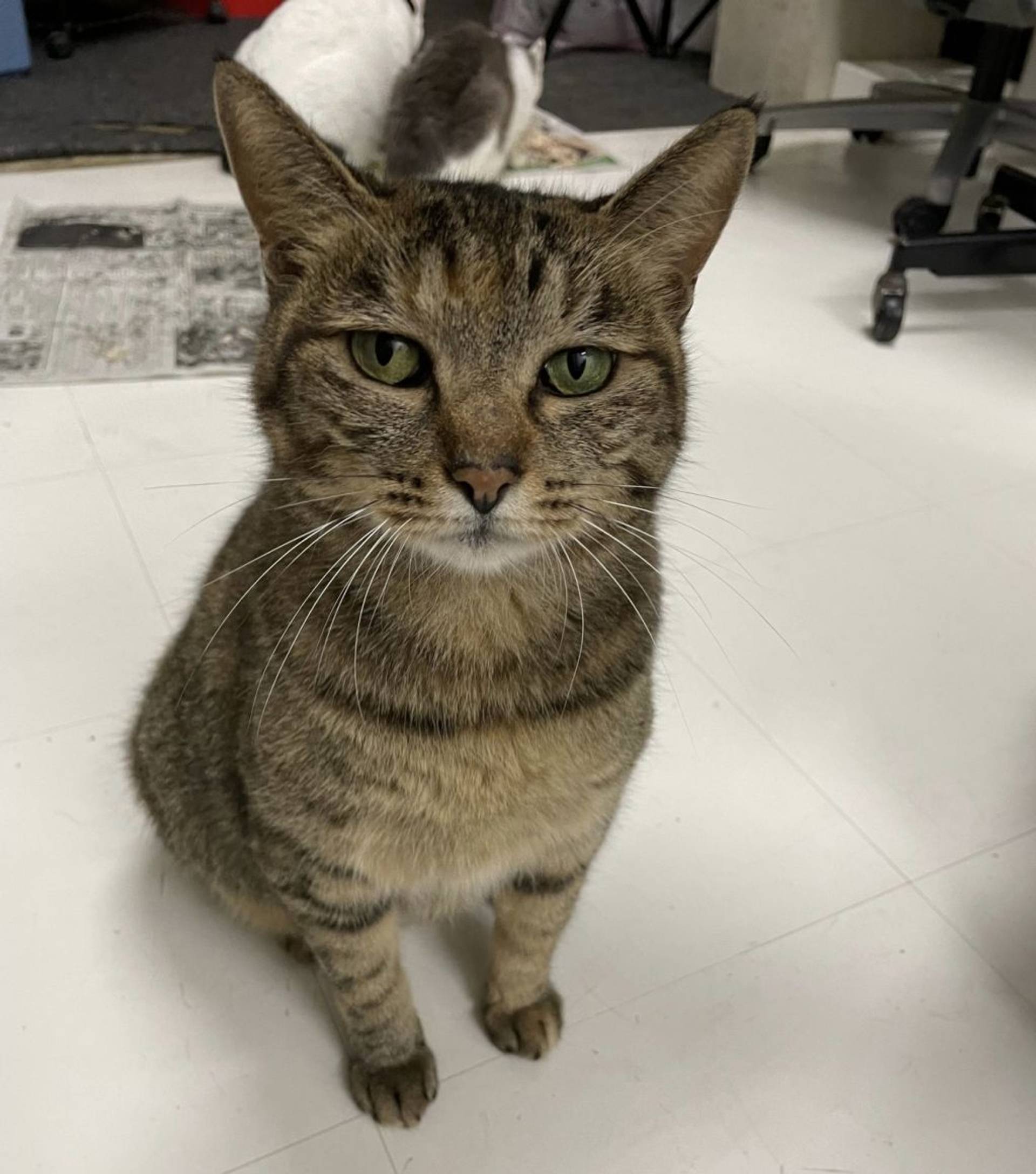 雑種（ミックス猫）・メスの里親募集の写真