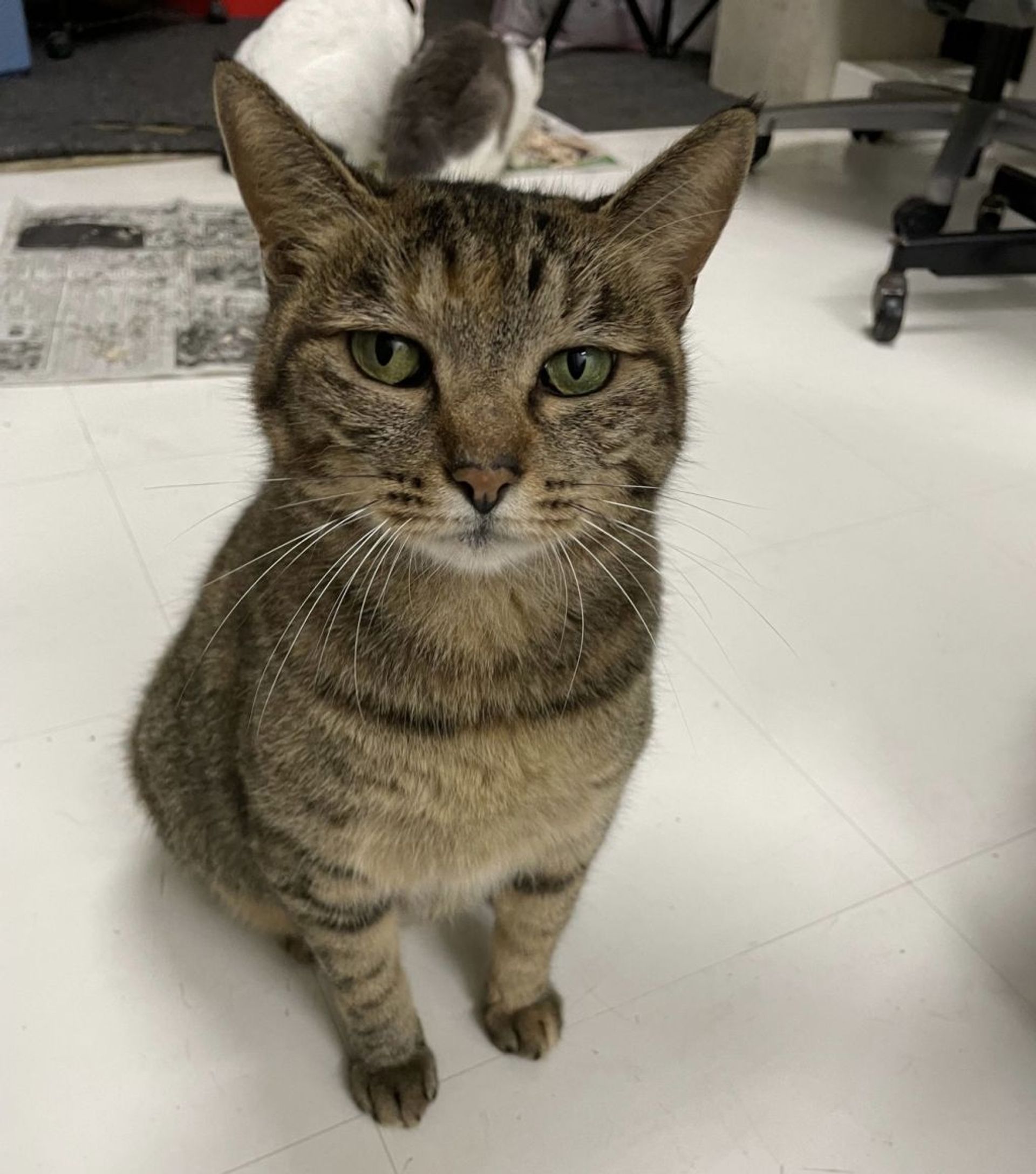 雑種（ミックス猫）・メスの里親募集の写真