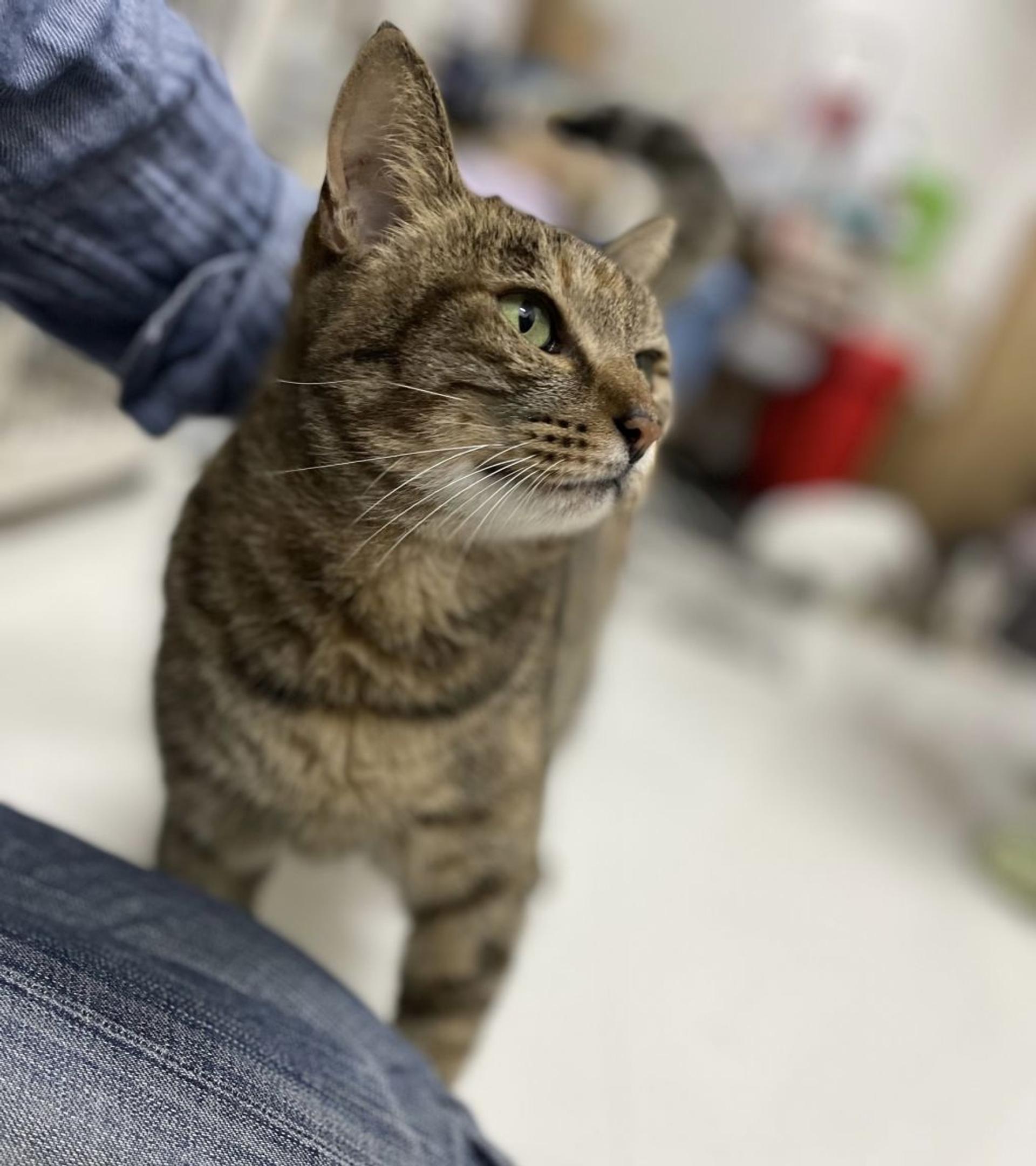 pet-image-2