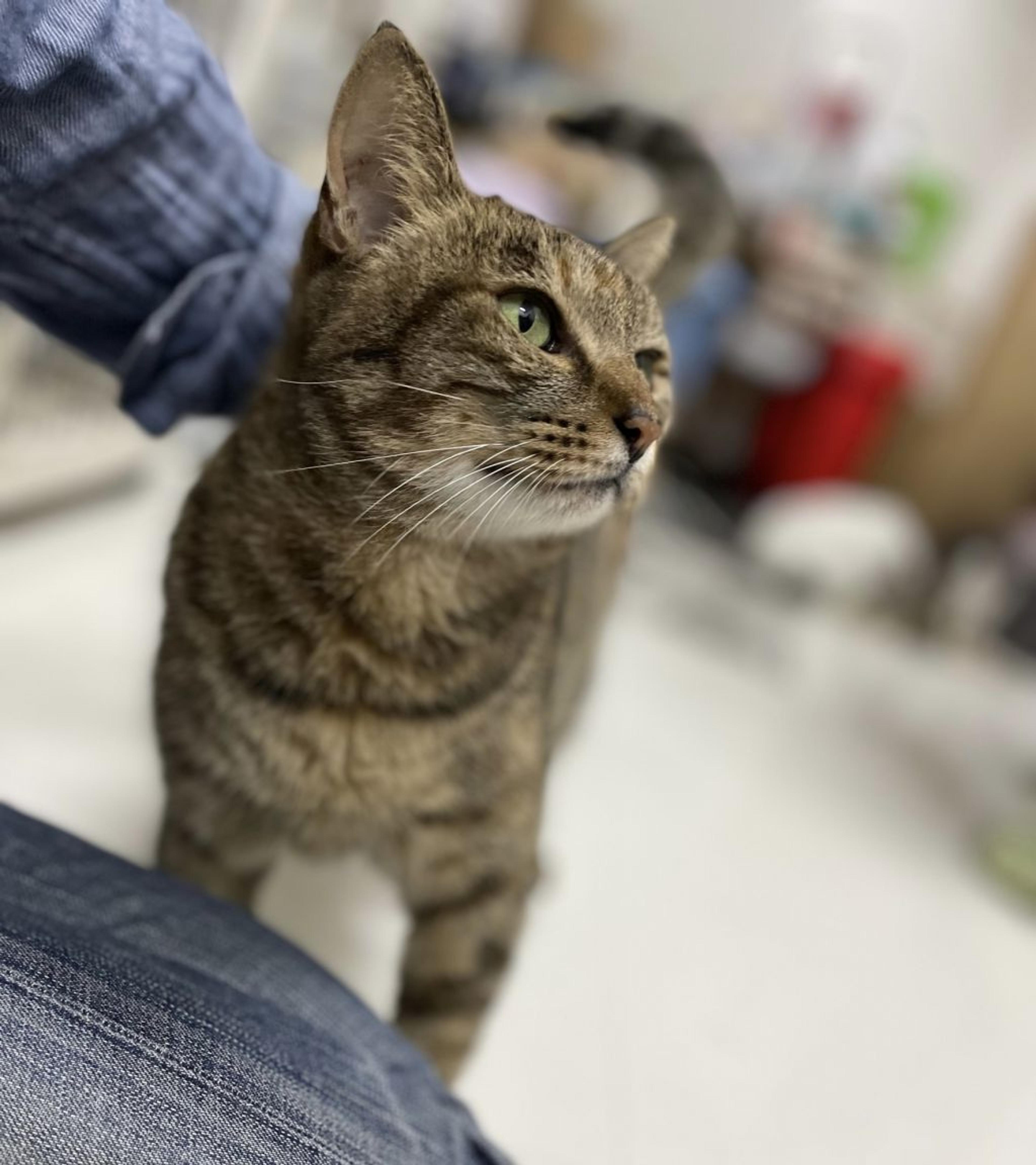 pet-image-2