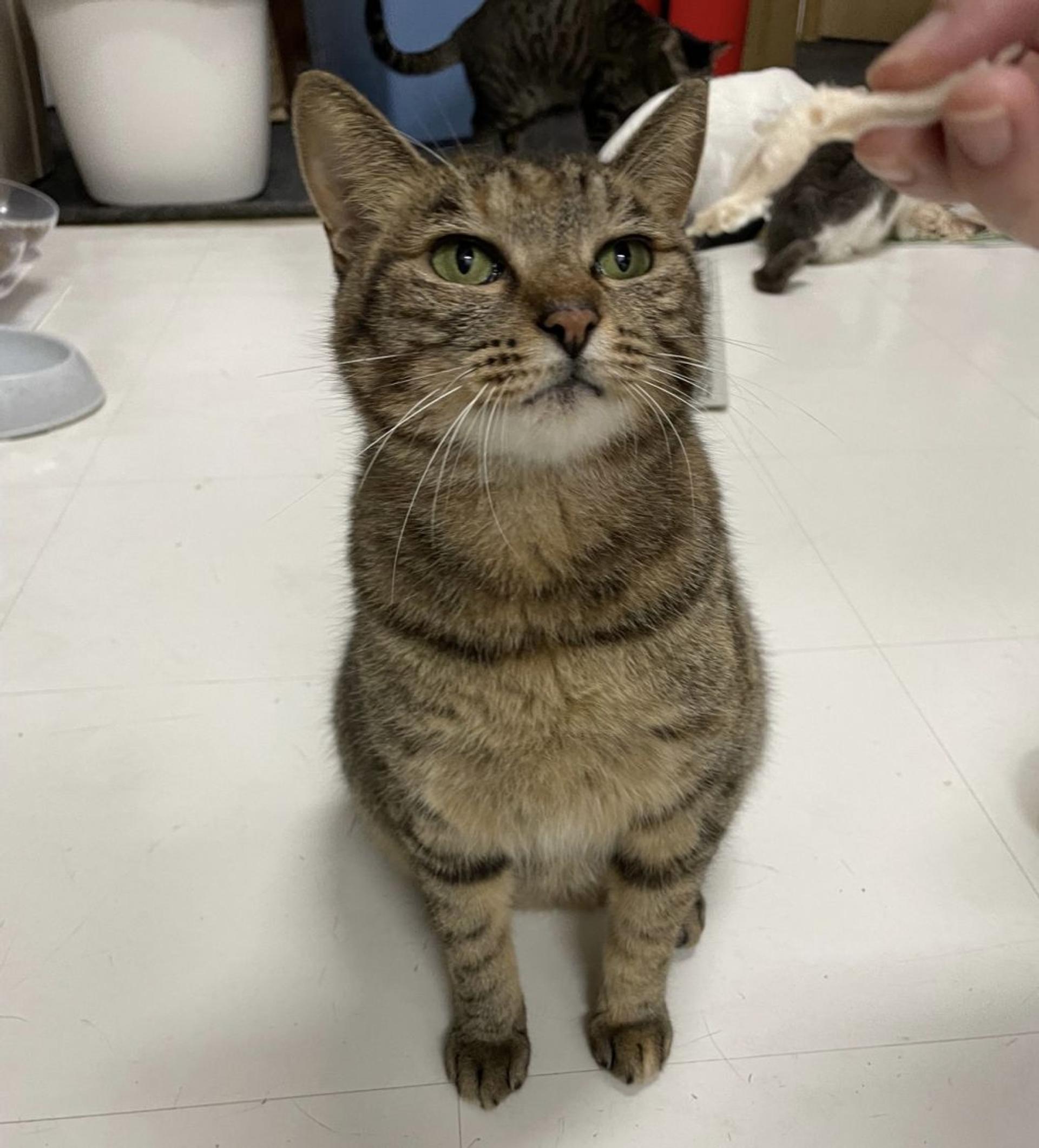 pet-image-3