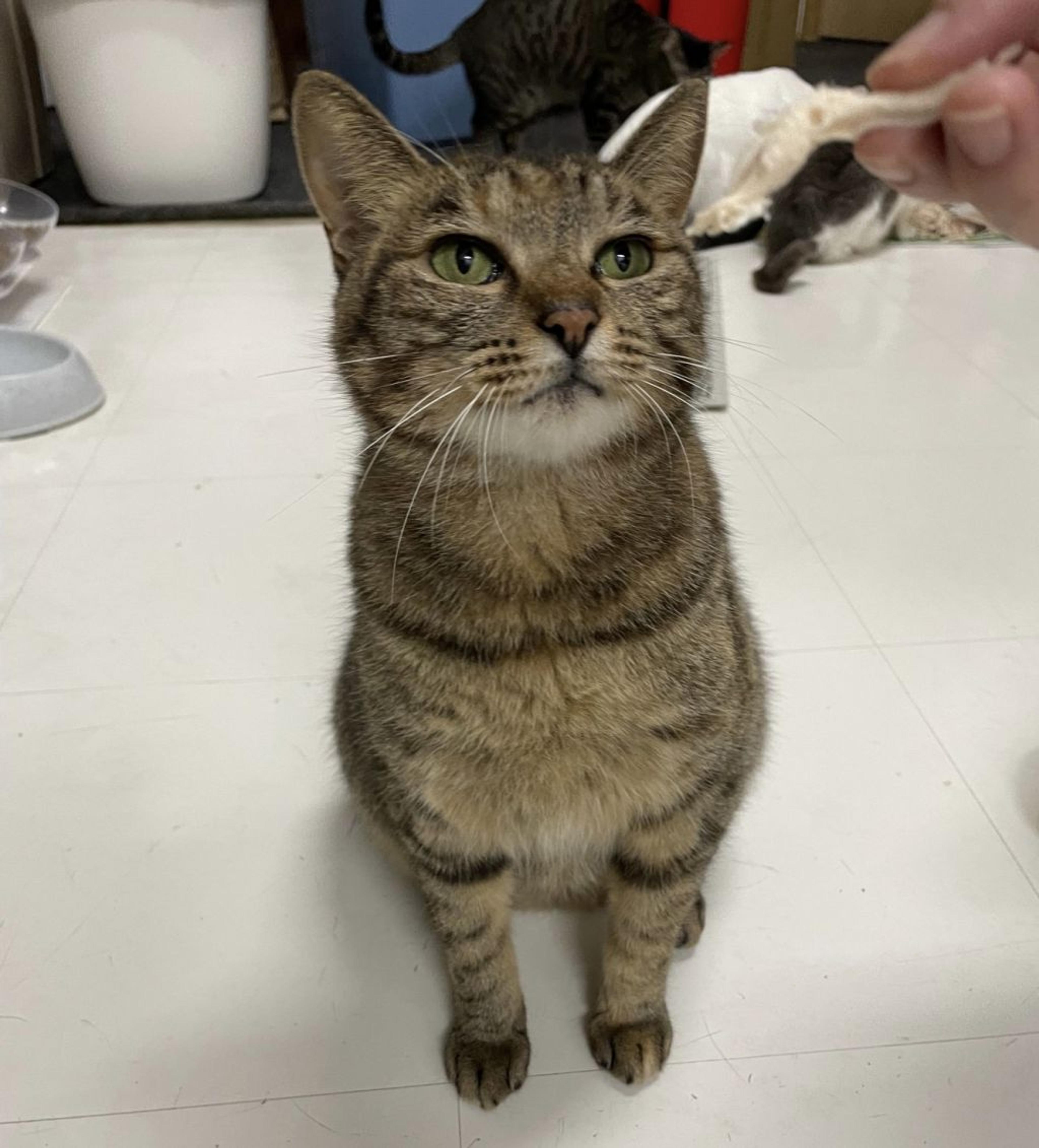 pet-image-3