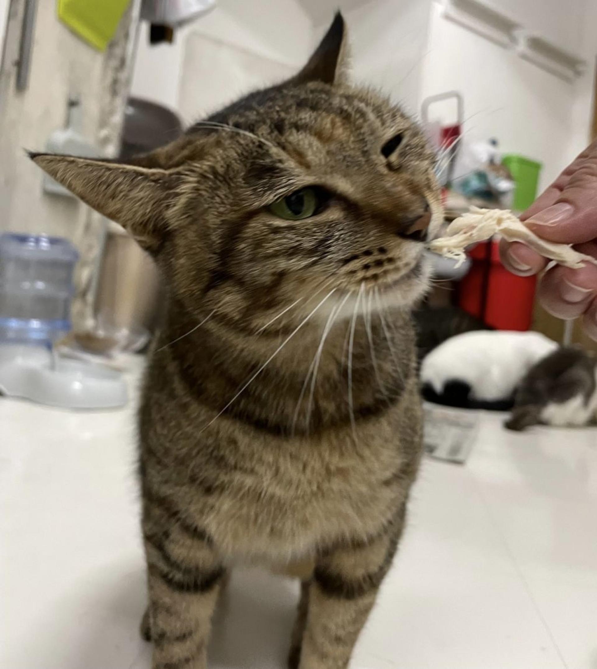pet-image-4