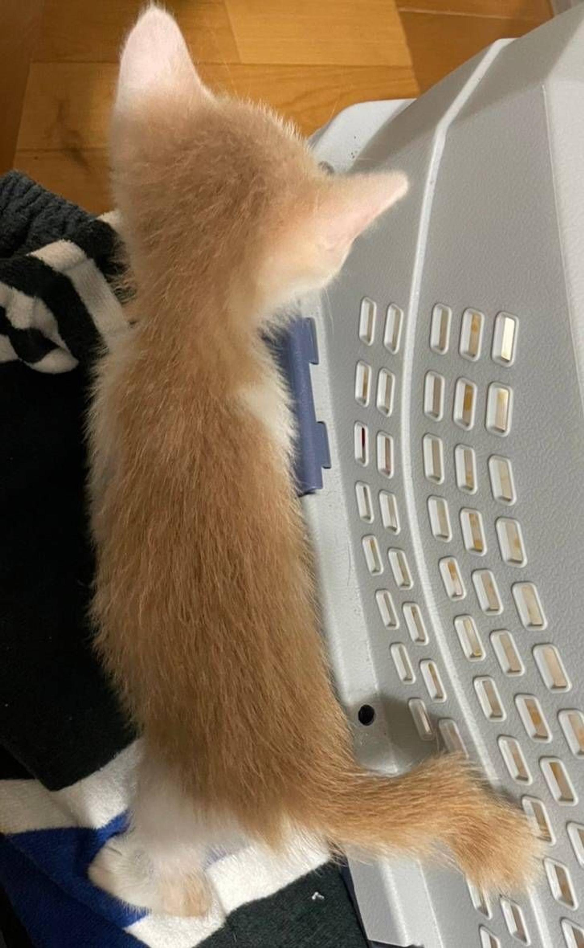pet-image-4