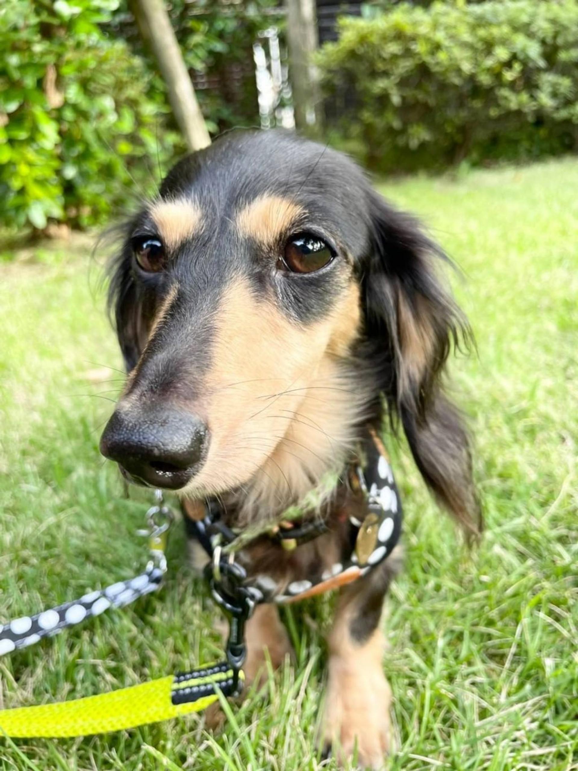 pet-image-3