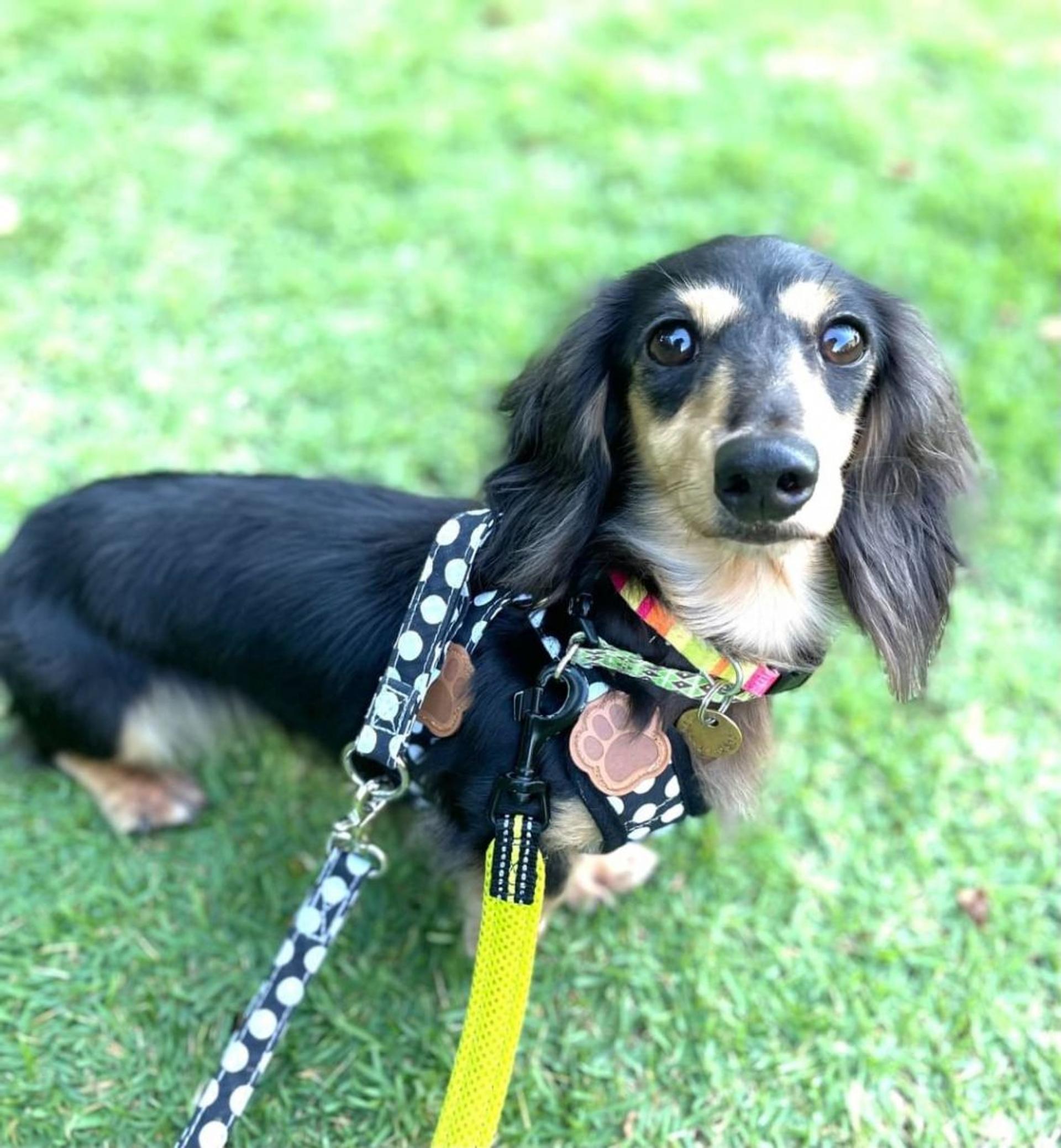 pet-image-5