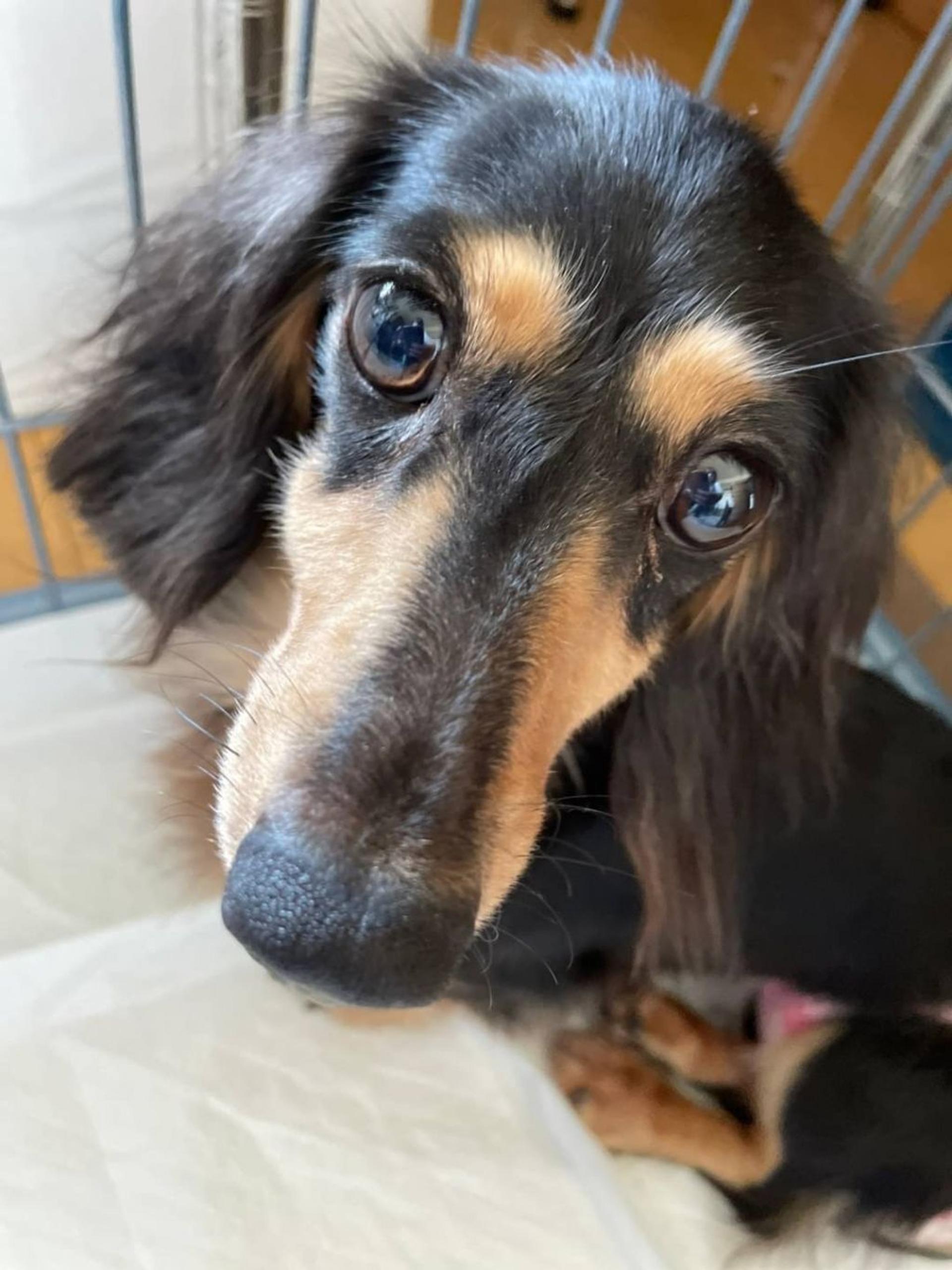 pet-image-6