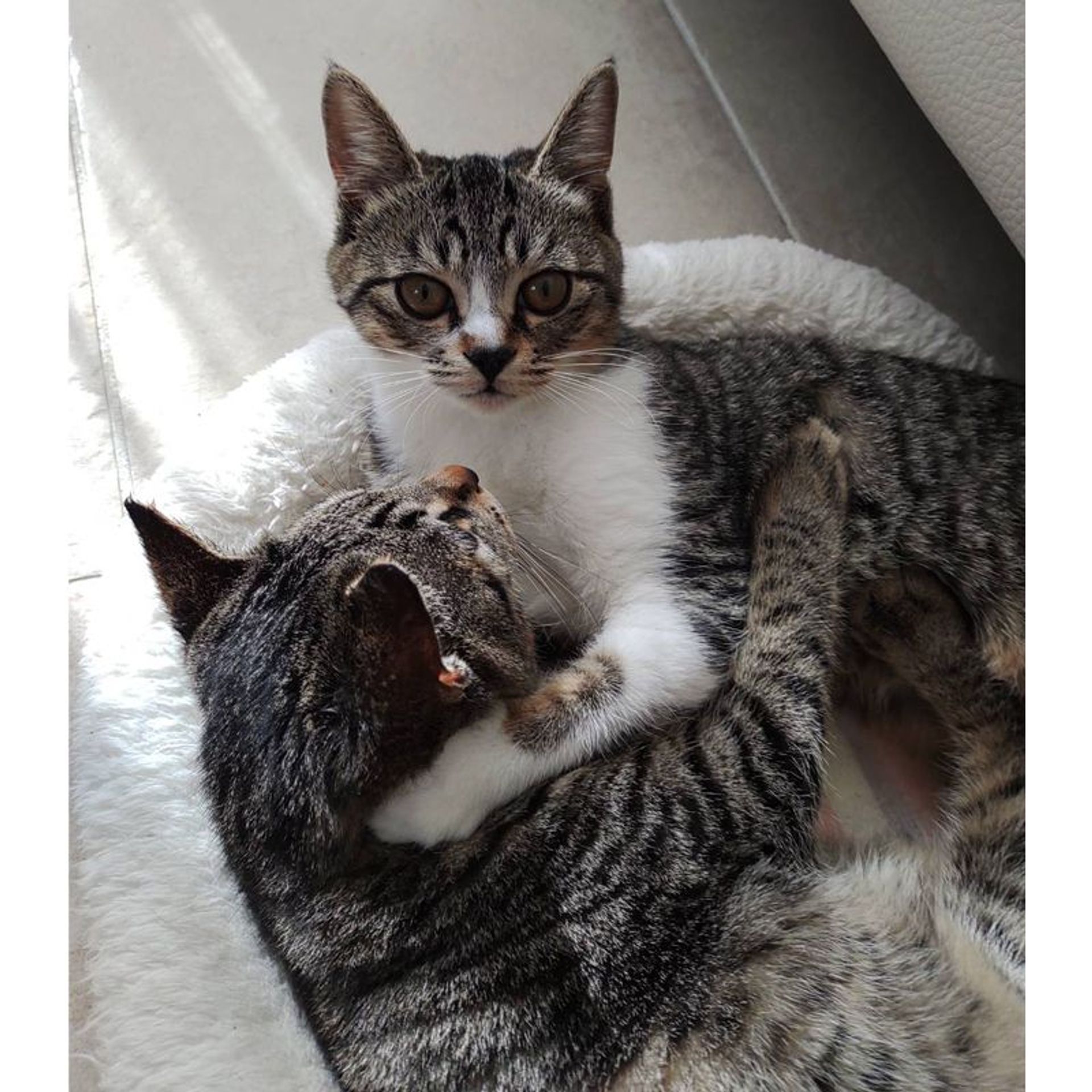 雑種（ミックス猫）・メスの里親募集の写真
