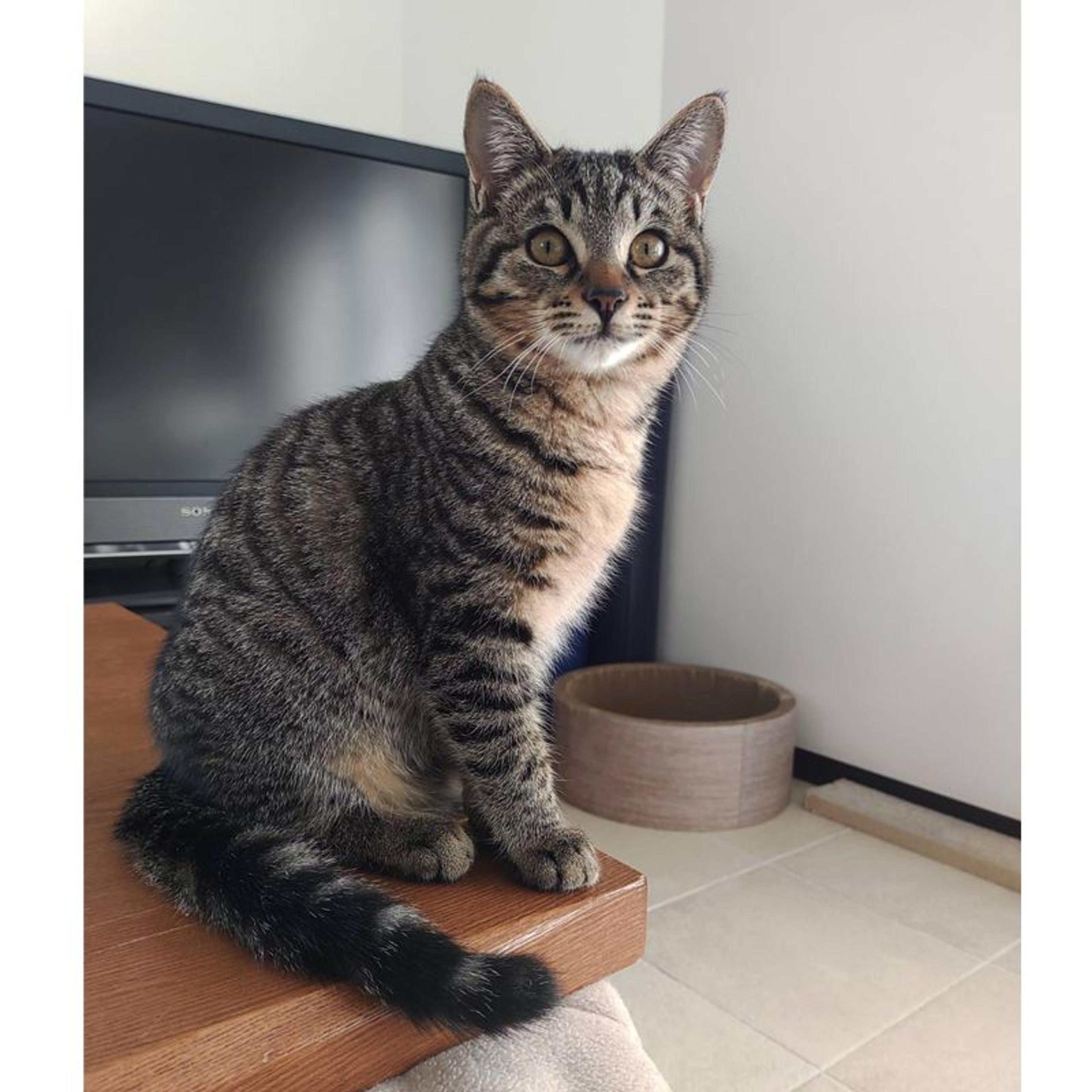 pet-image-2