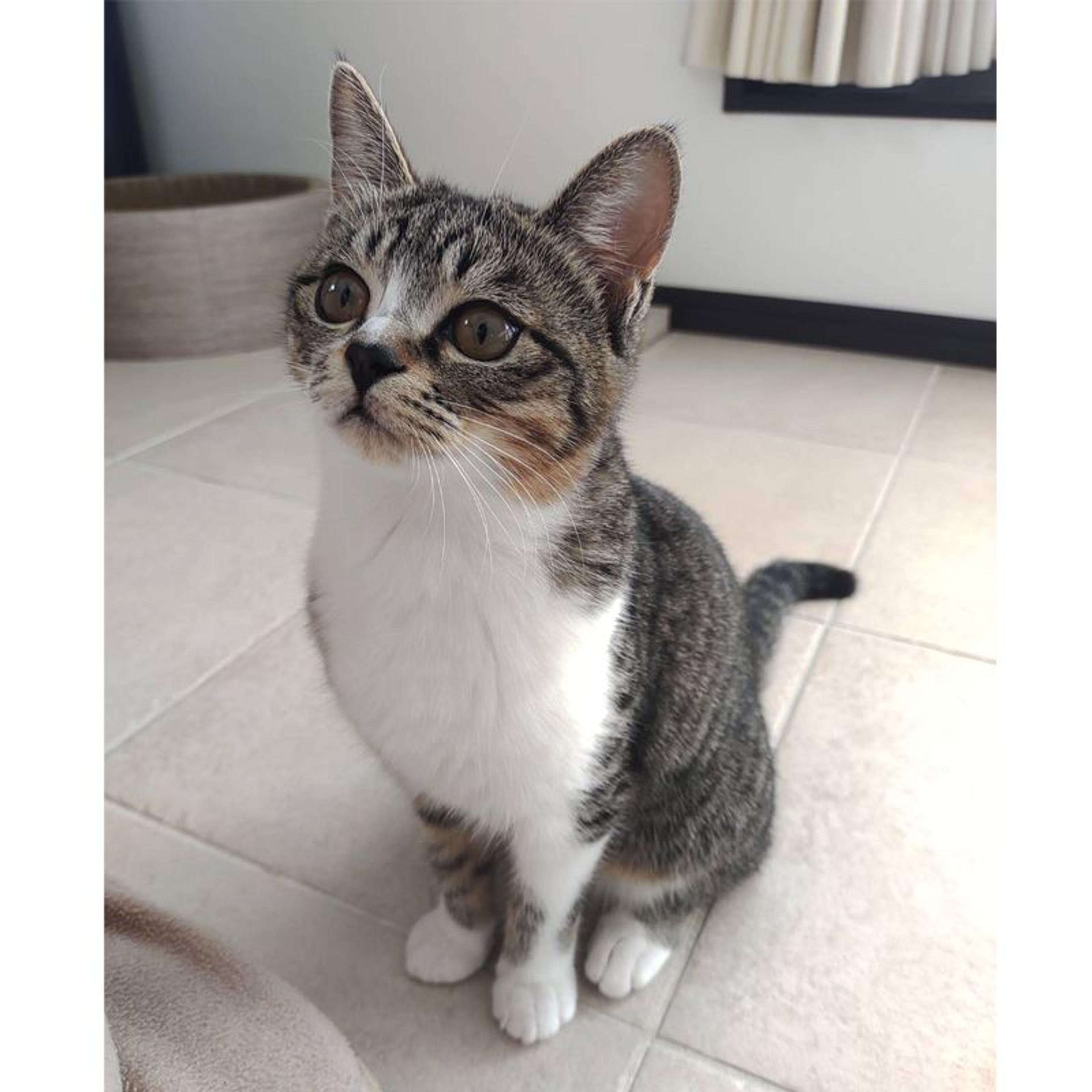 pet-image-3