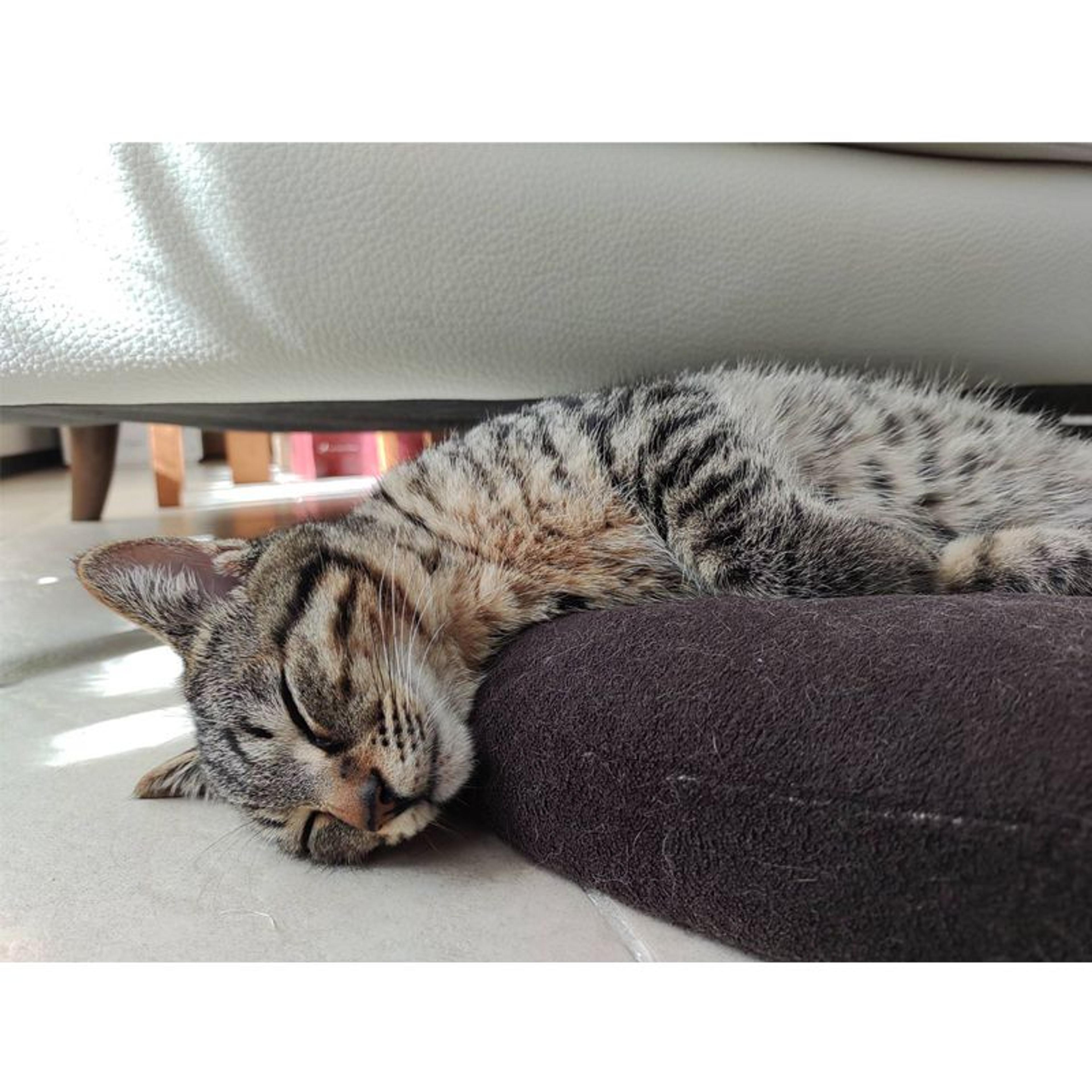 pet-image-4