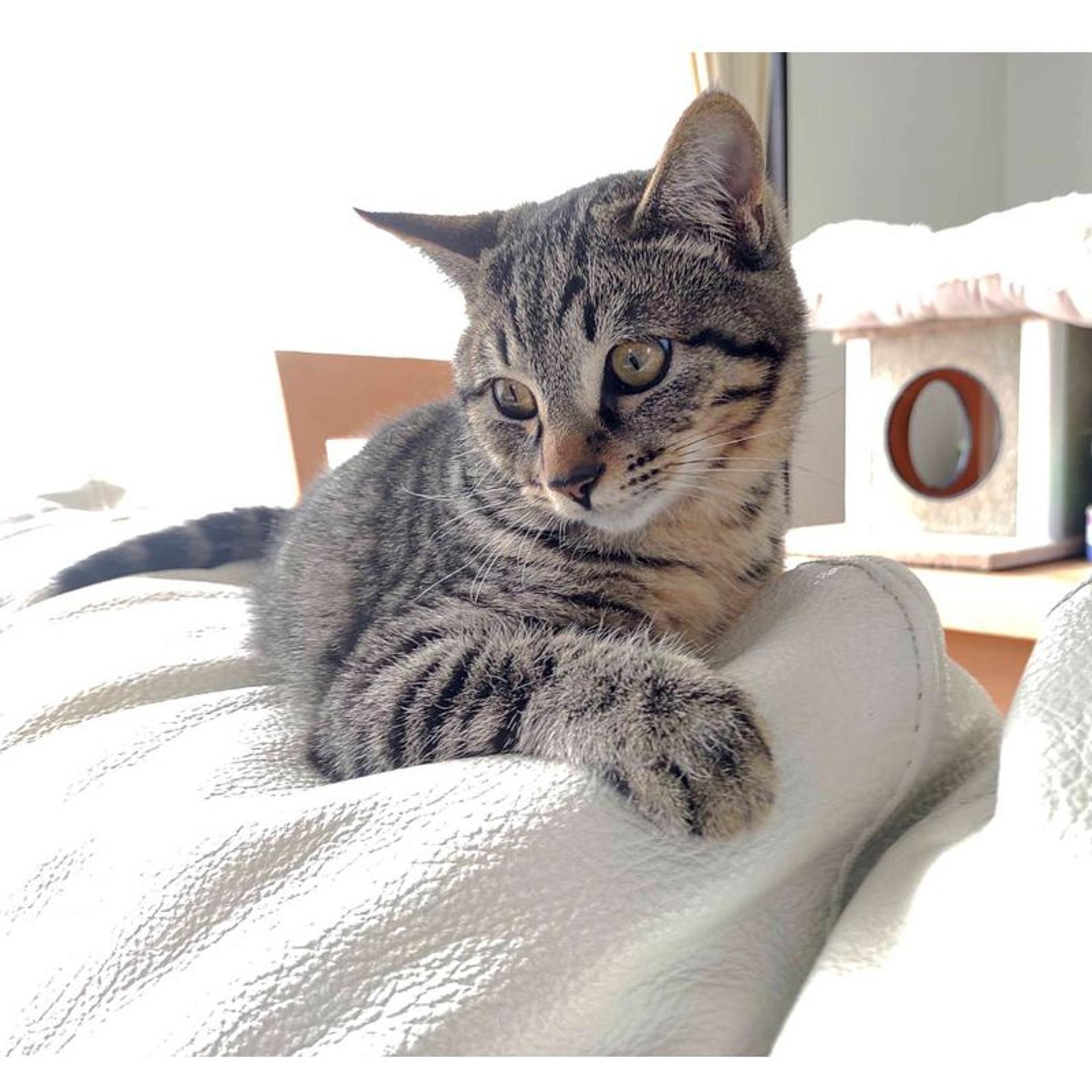 pet-image-6