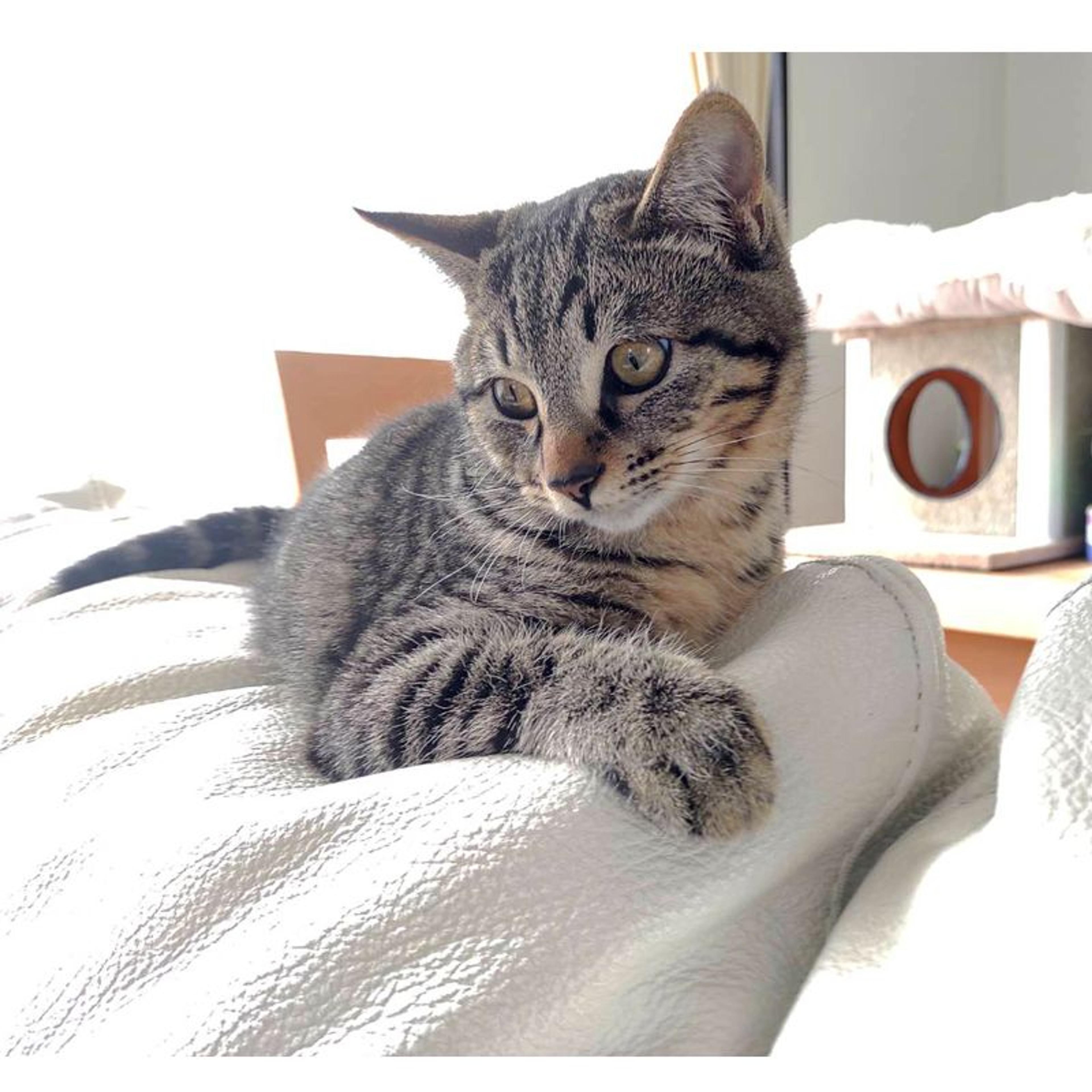 pet-image-6