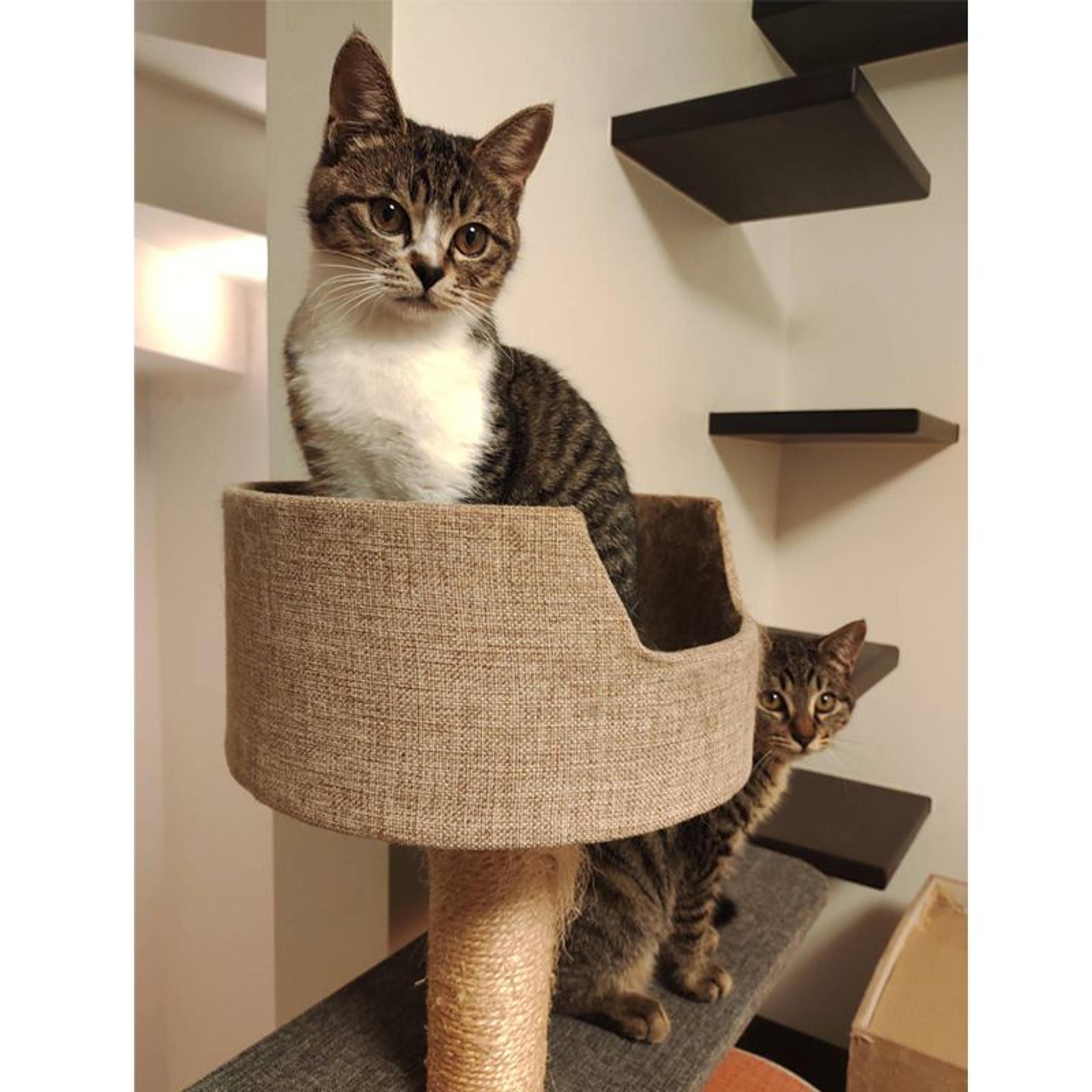 pet-image-7