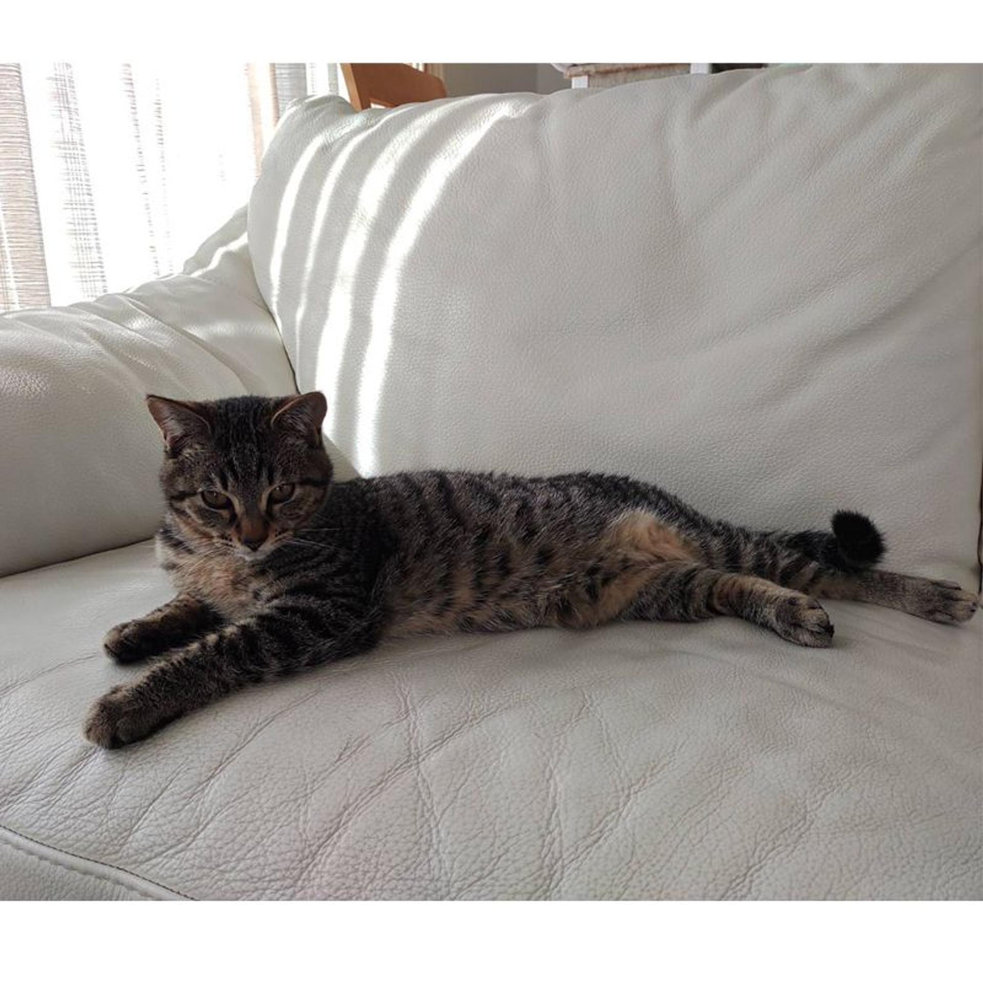 pet-image-8