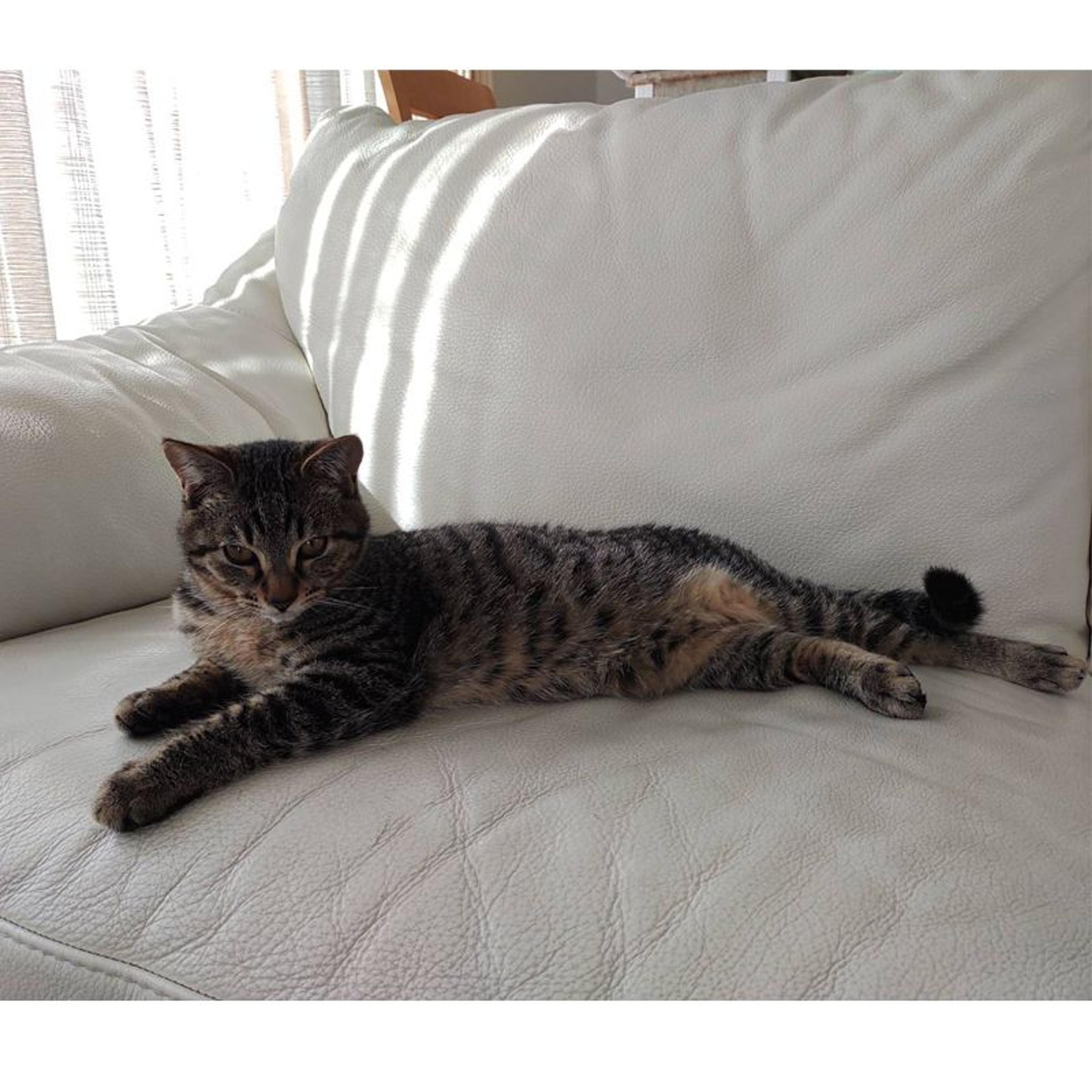 pet-image-8