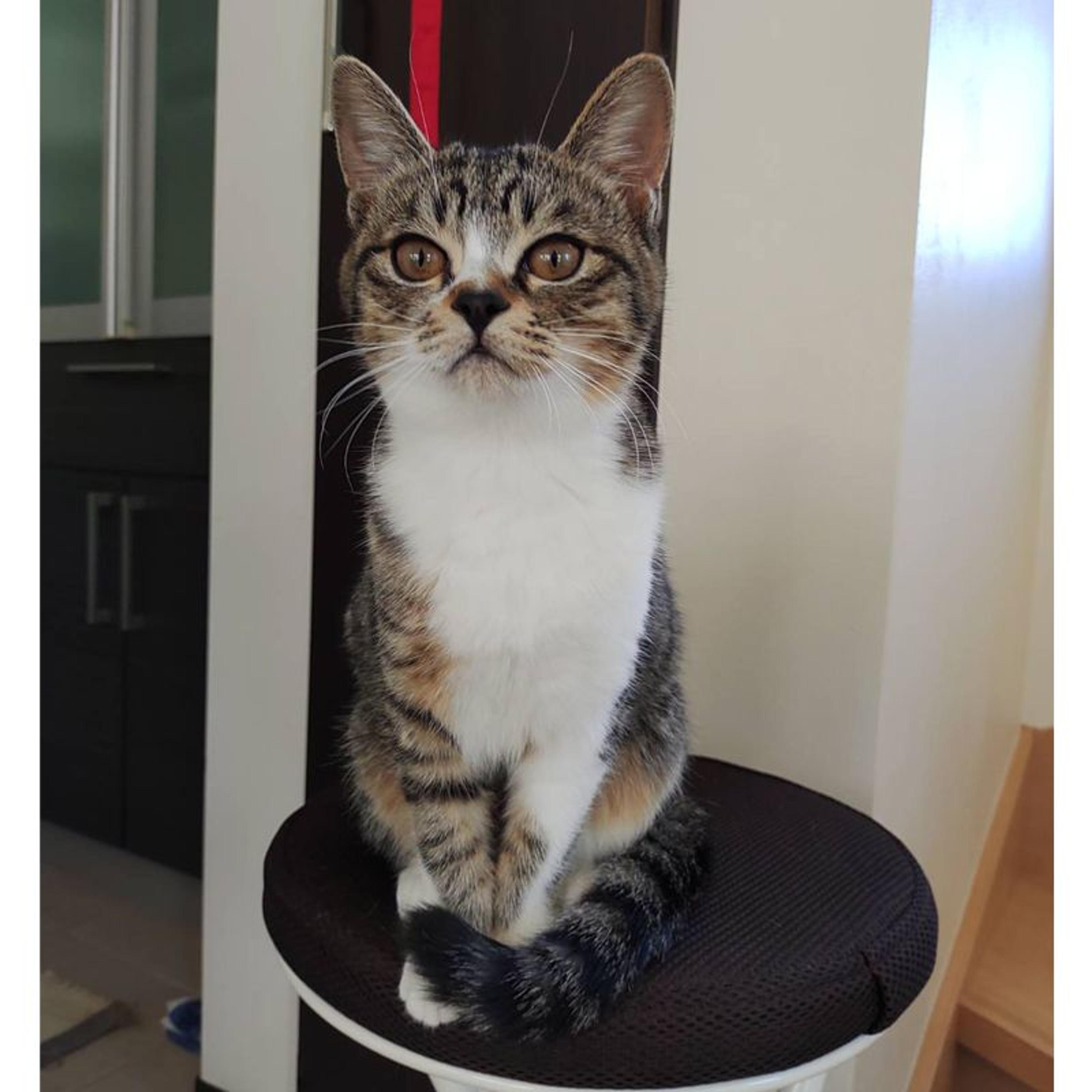 pet-image-9