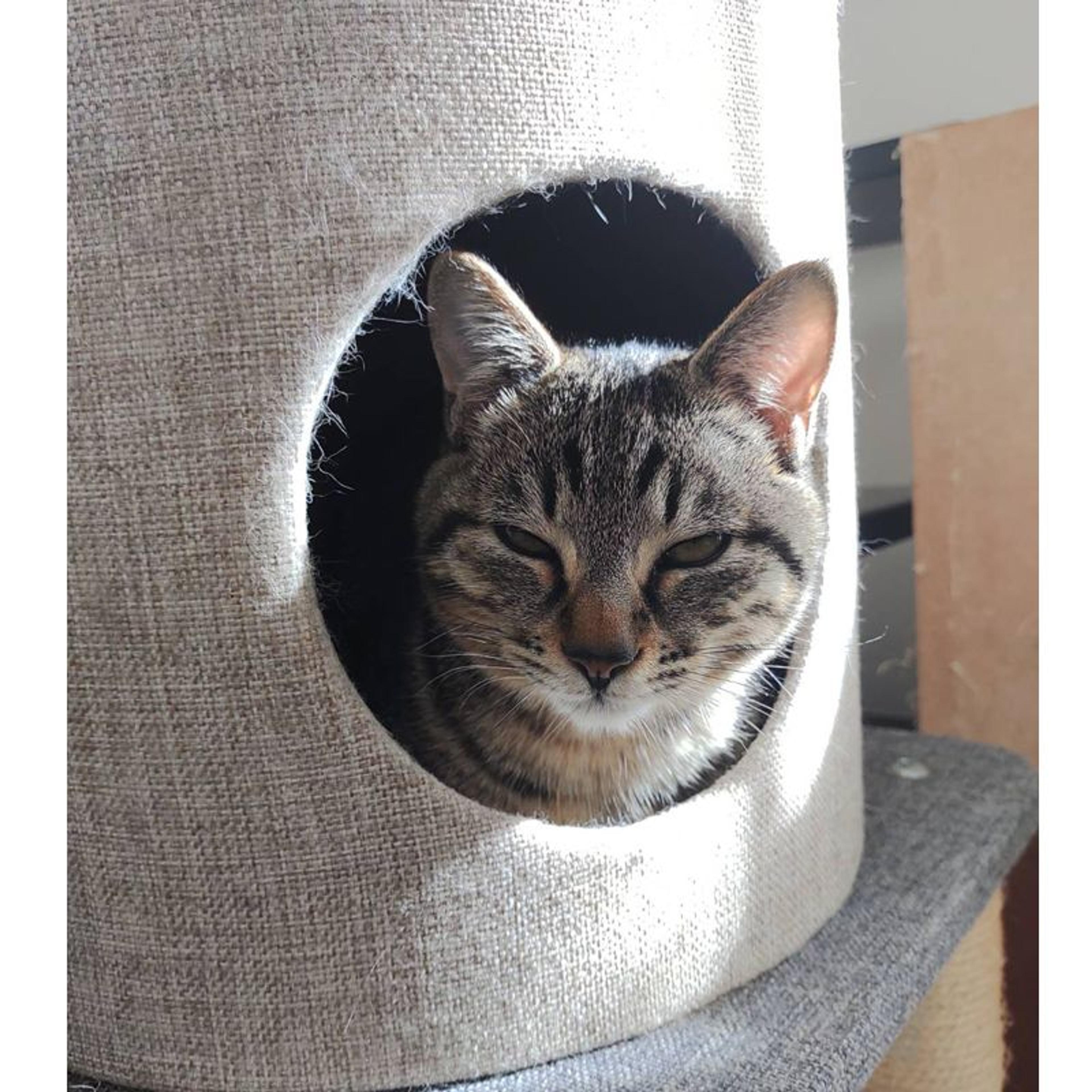 pet-image-10