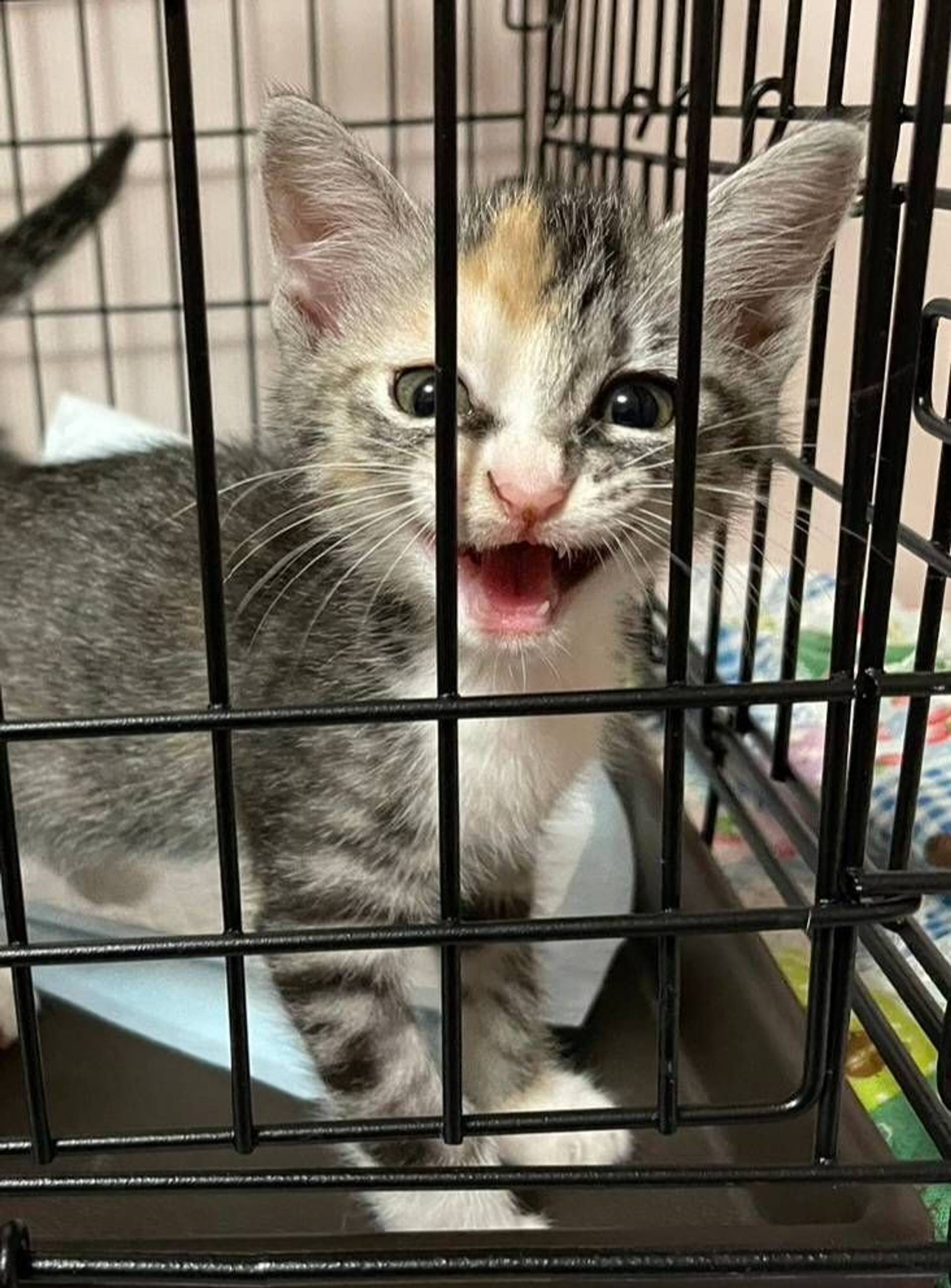 雑種（ミックス猫）・メスの里親募集の写真