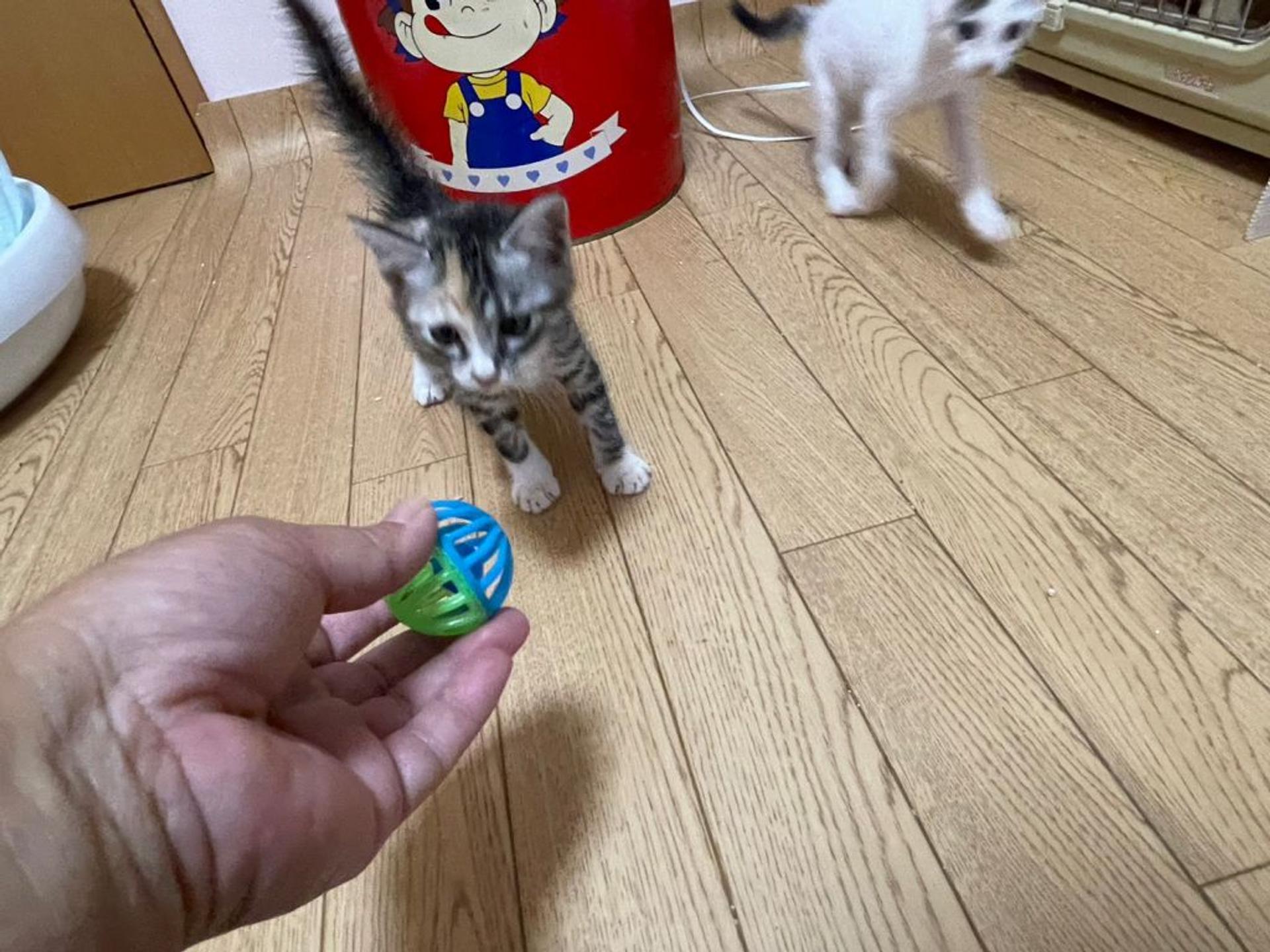 pet-image-3