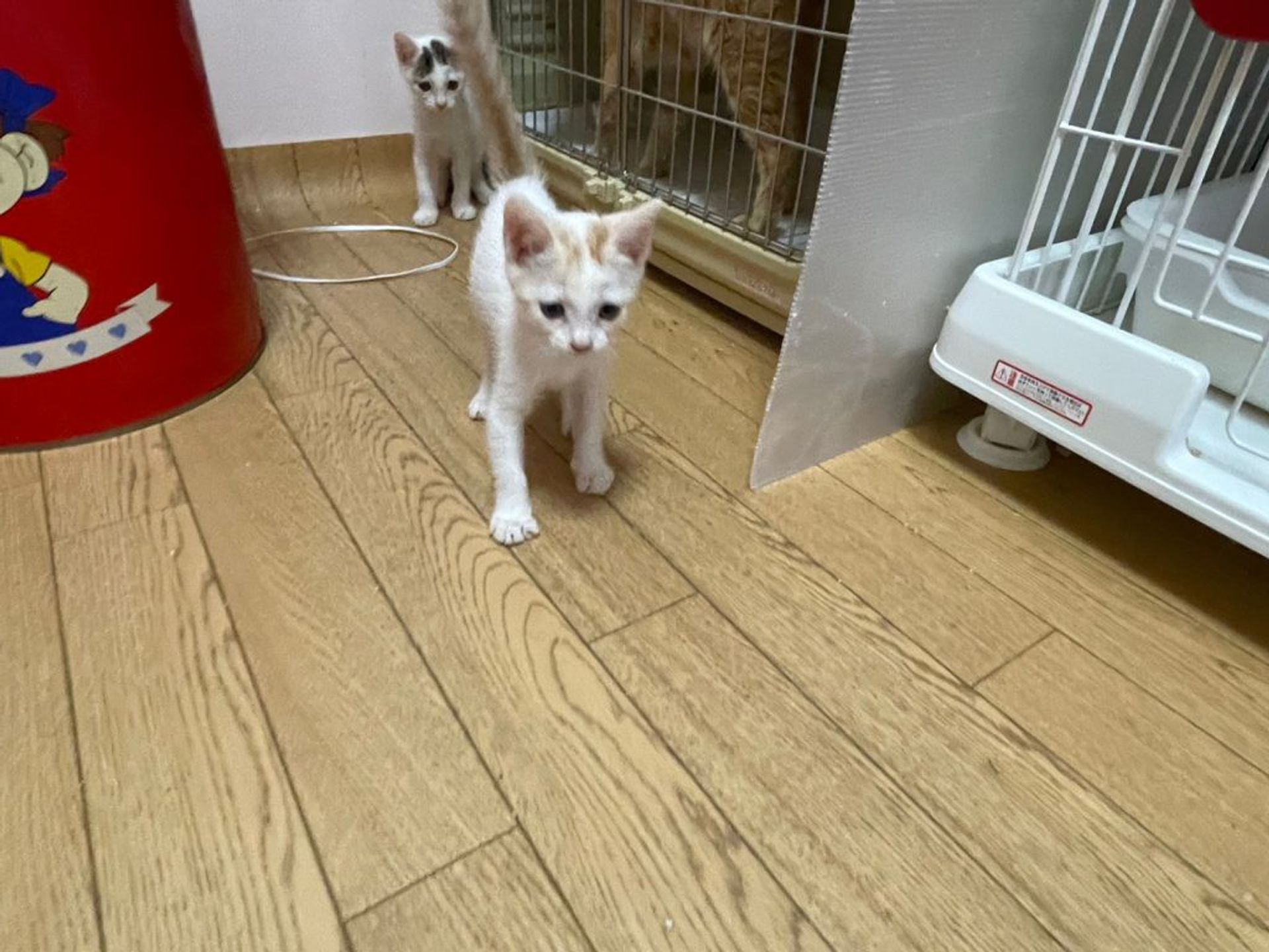 雑種（ミックス猫）・メスの里親募集の写真