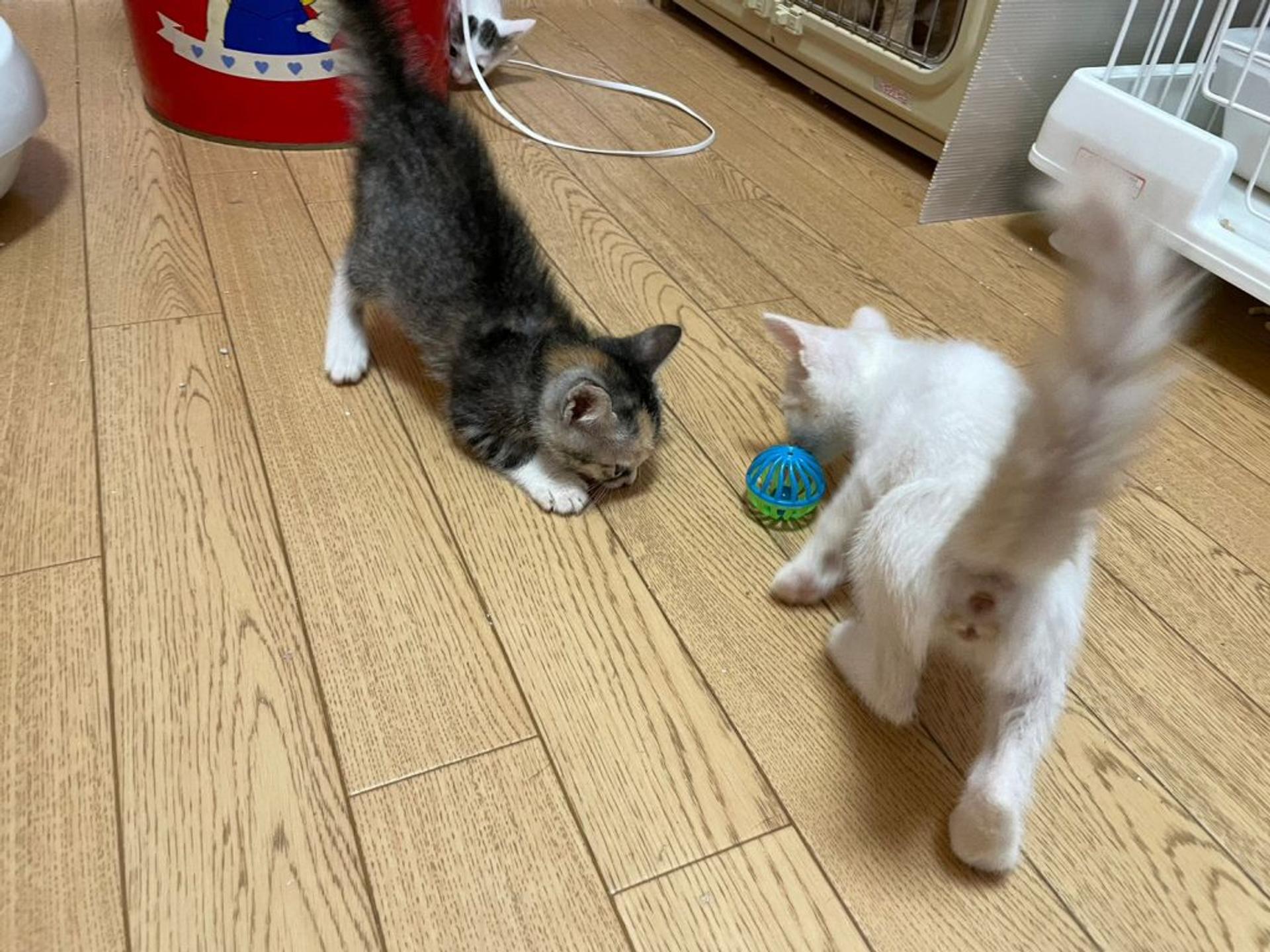 pet-image-3