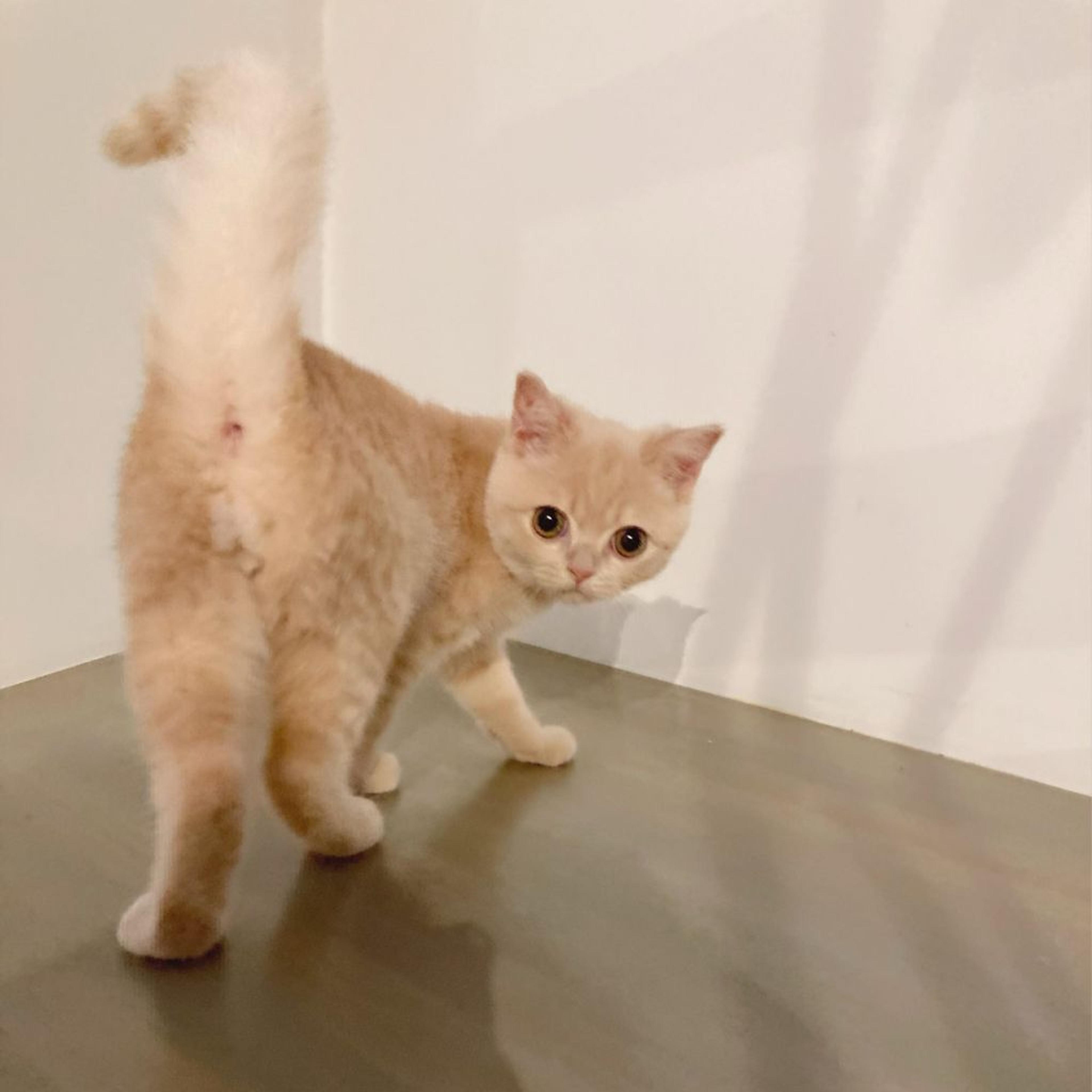 pet-image-3