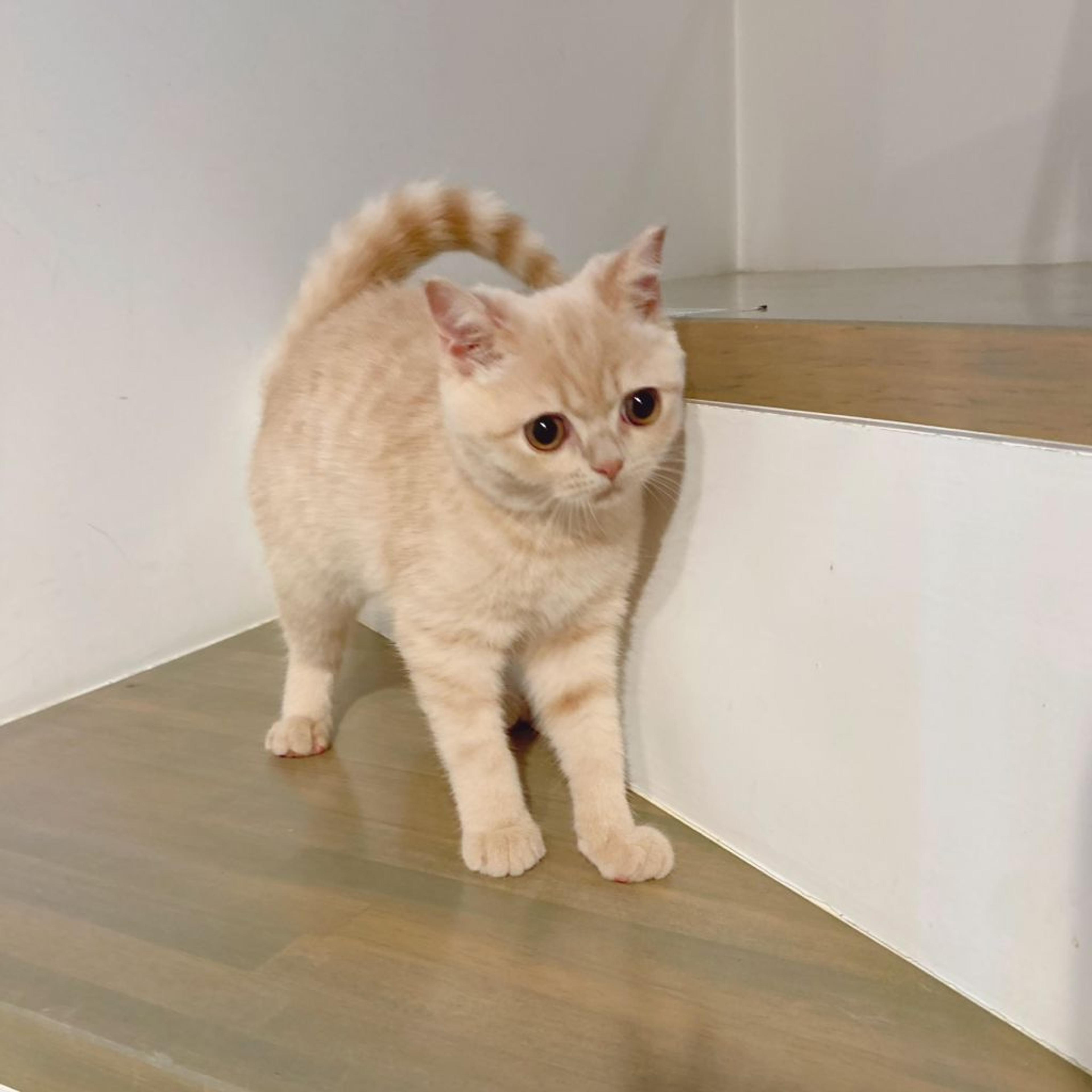 pet-image-4