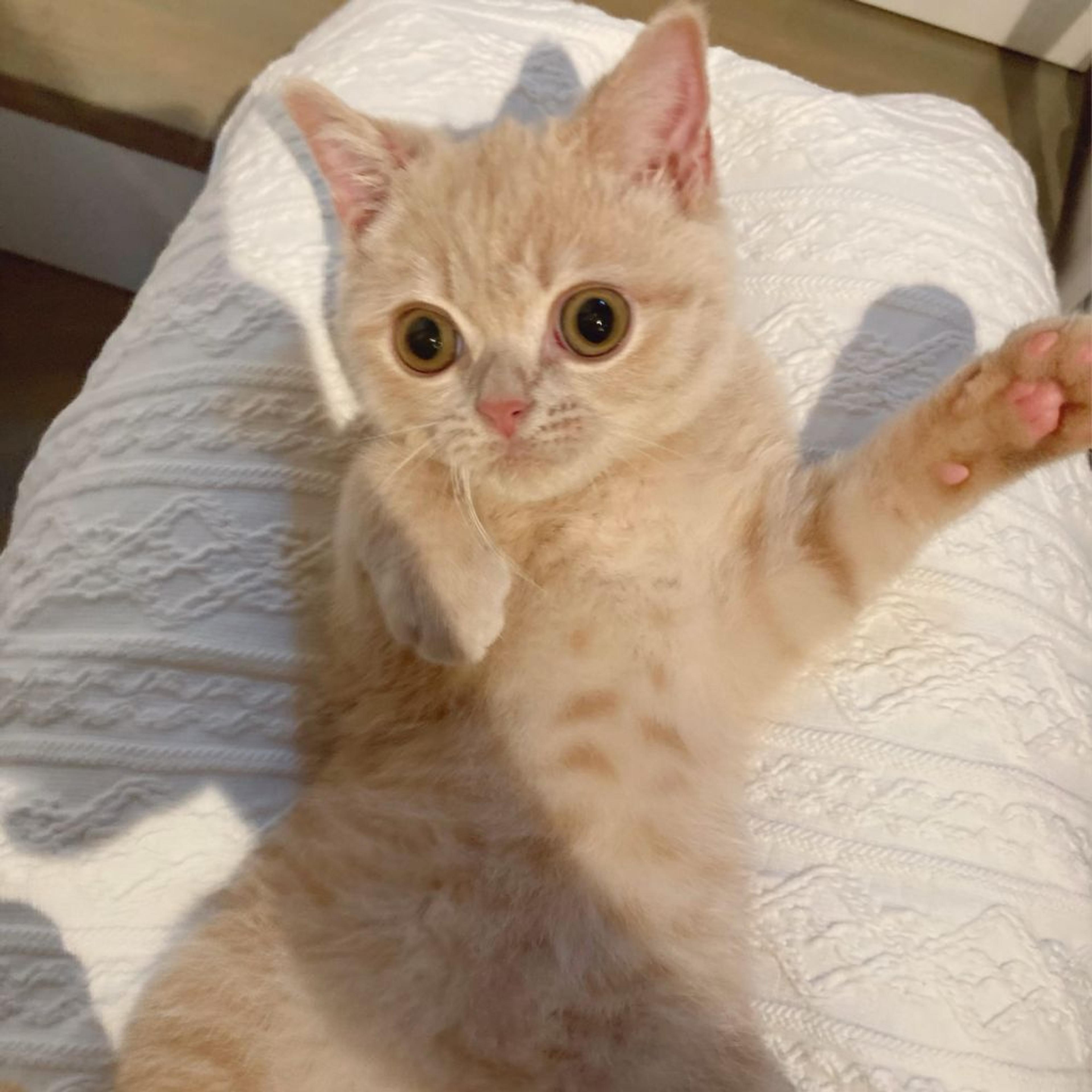pet-image-5