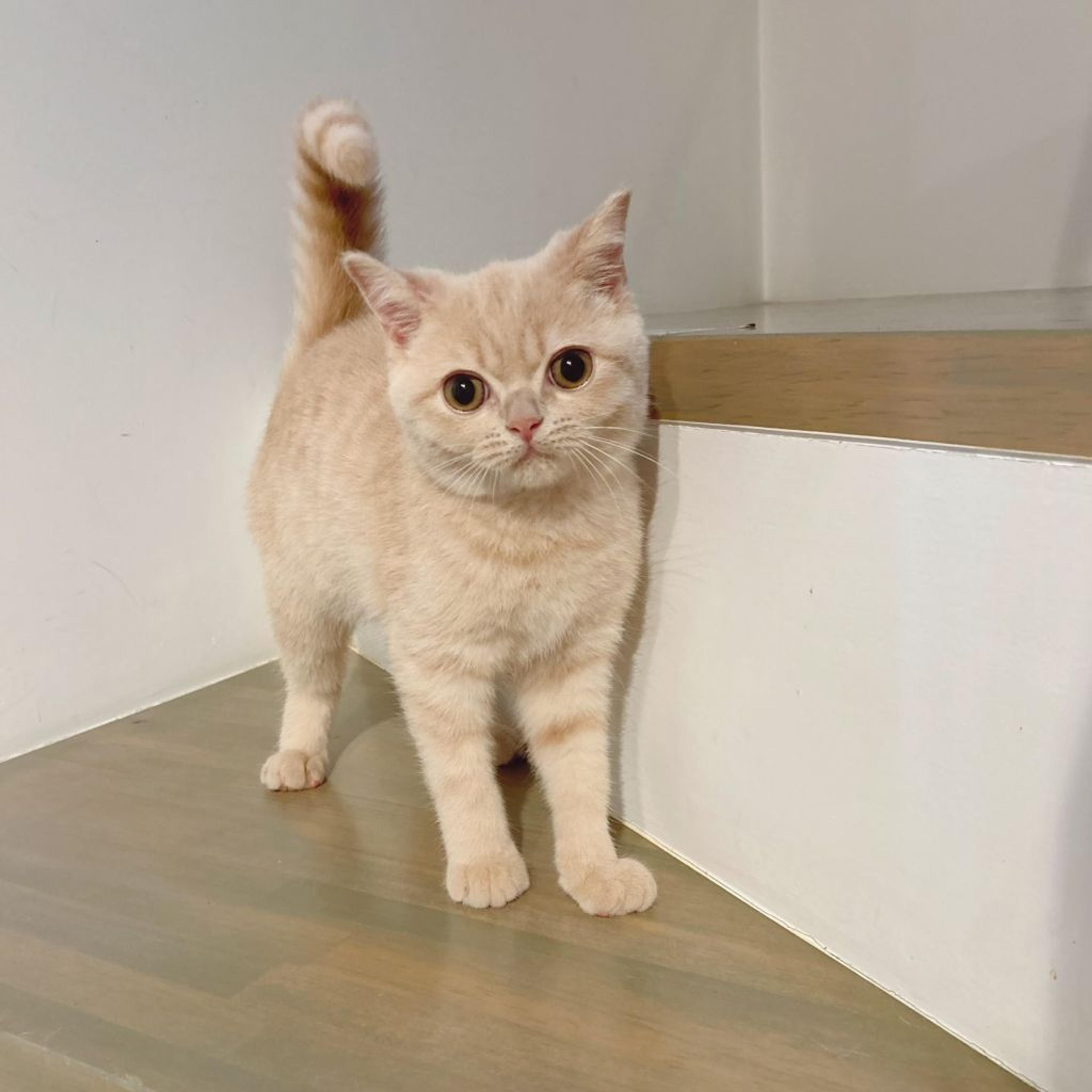 pet-image-6