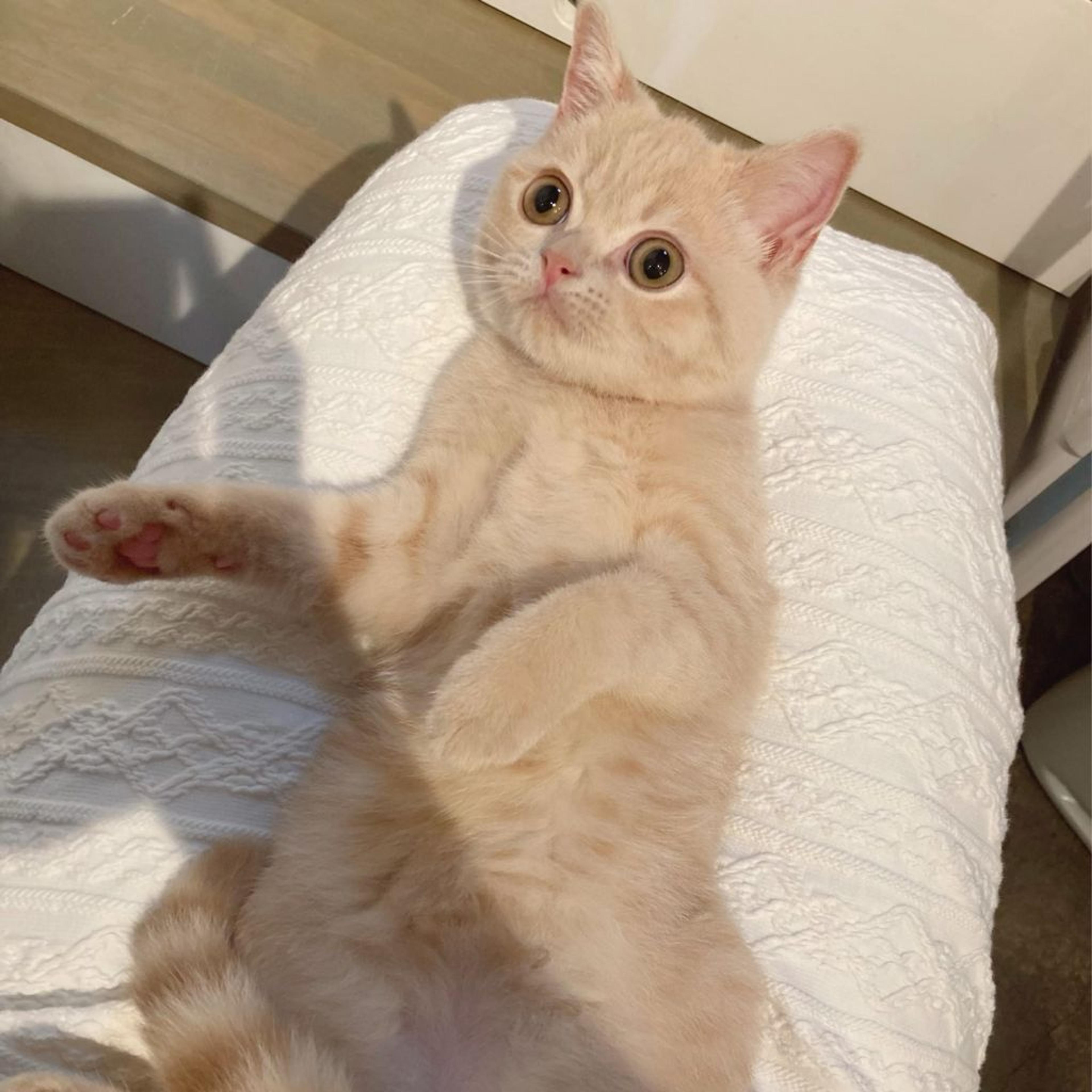 pet-image-7