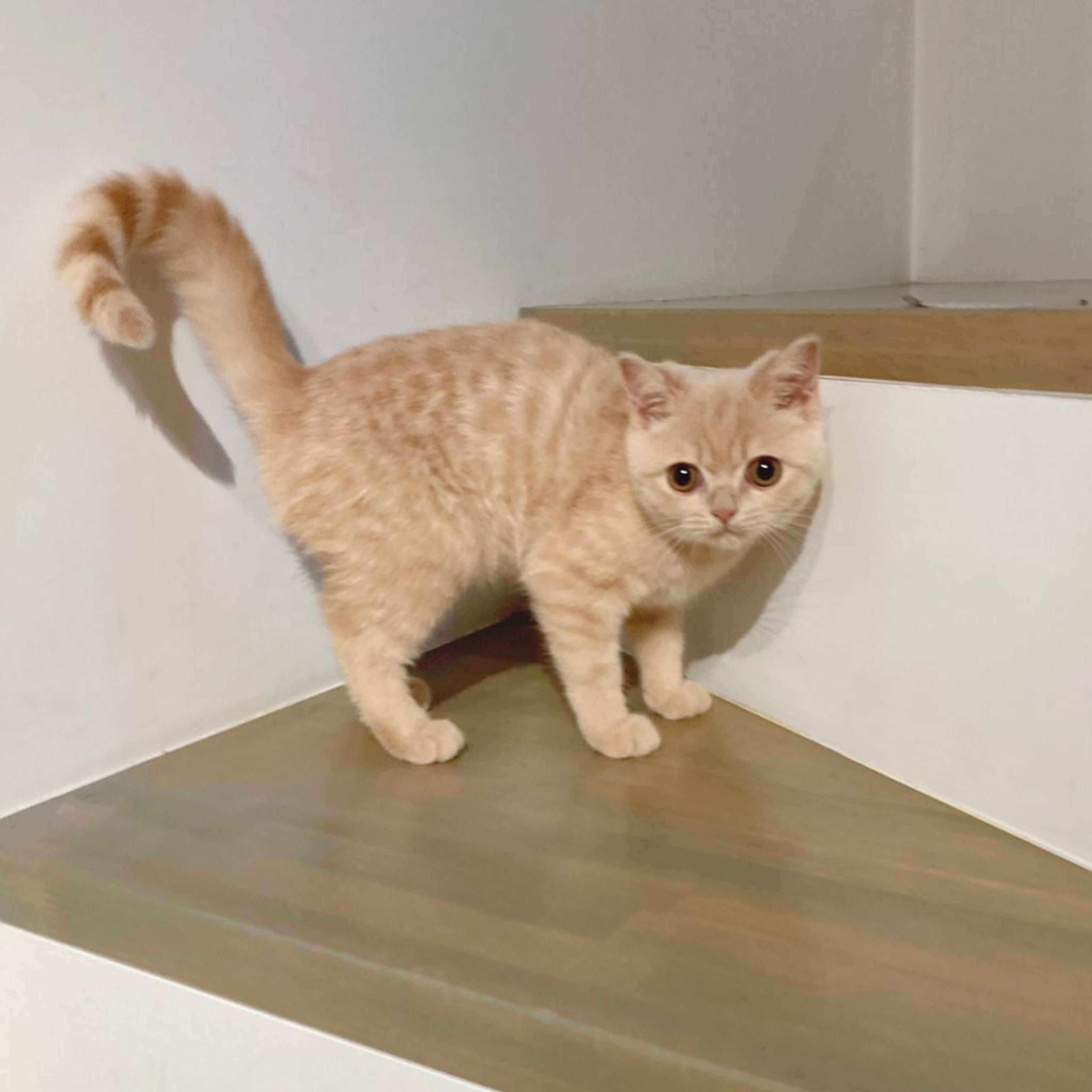 pet-image-8