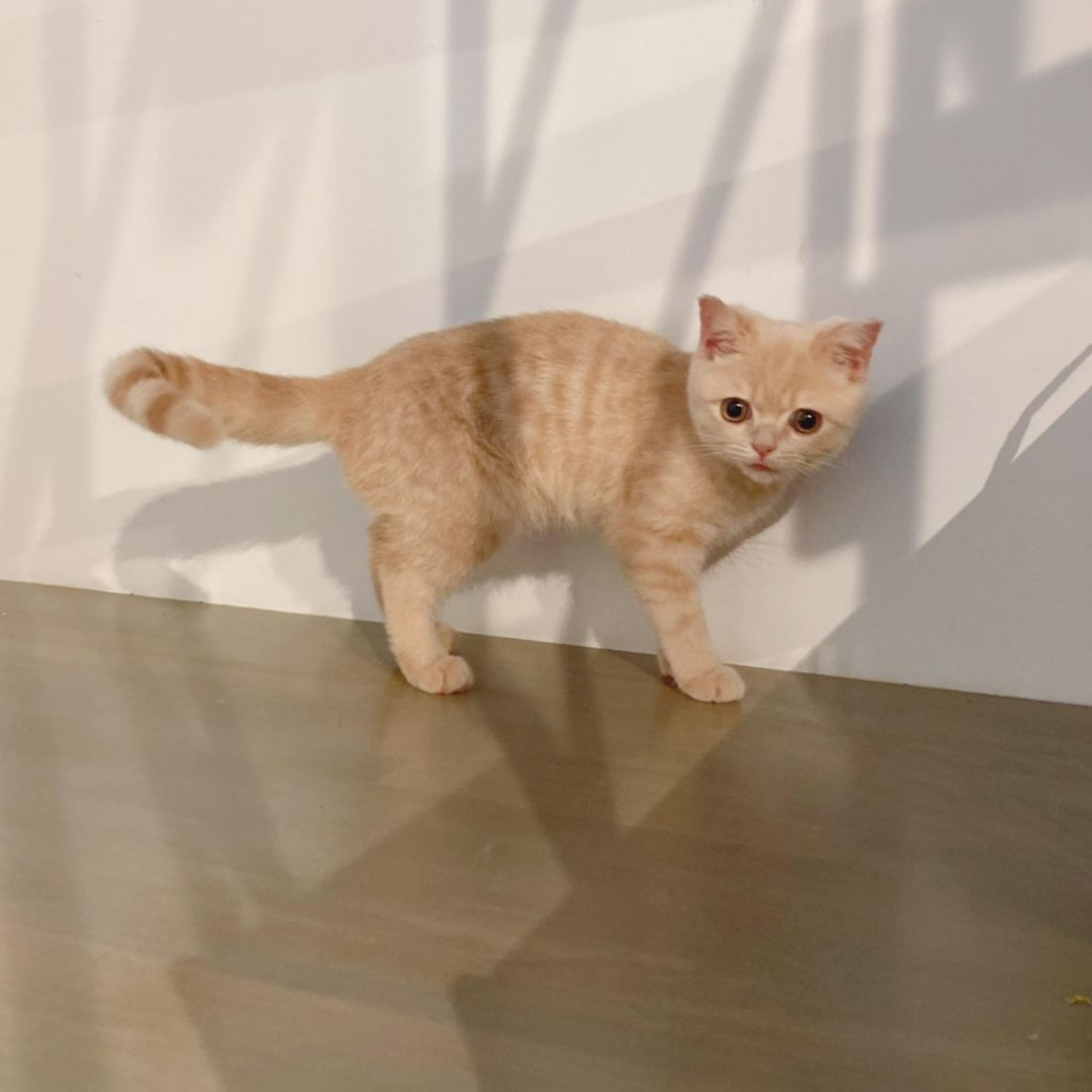 pet-image-9