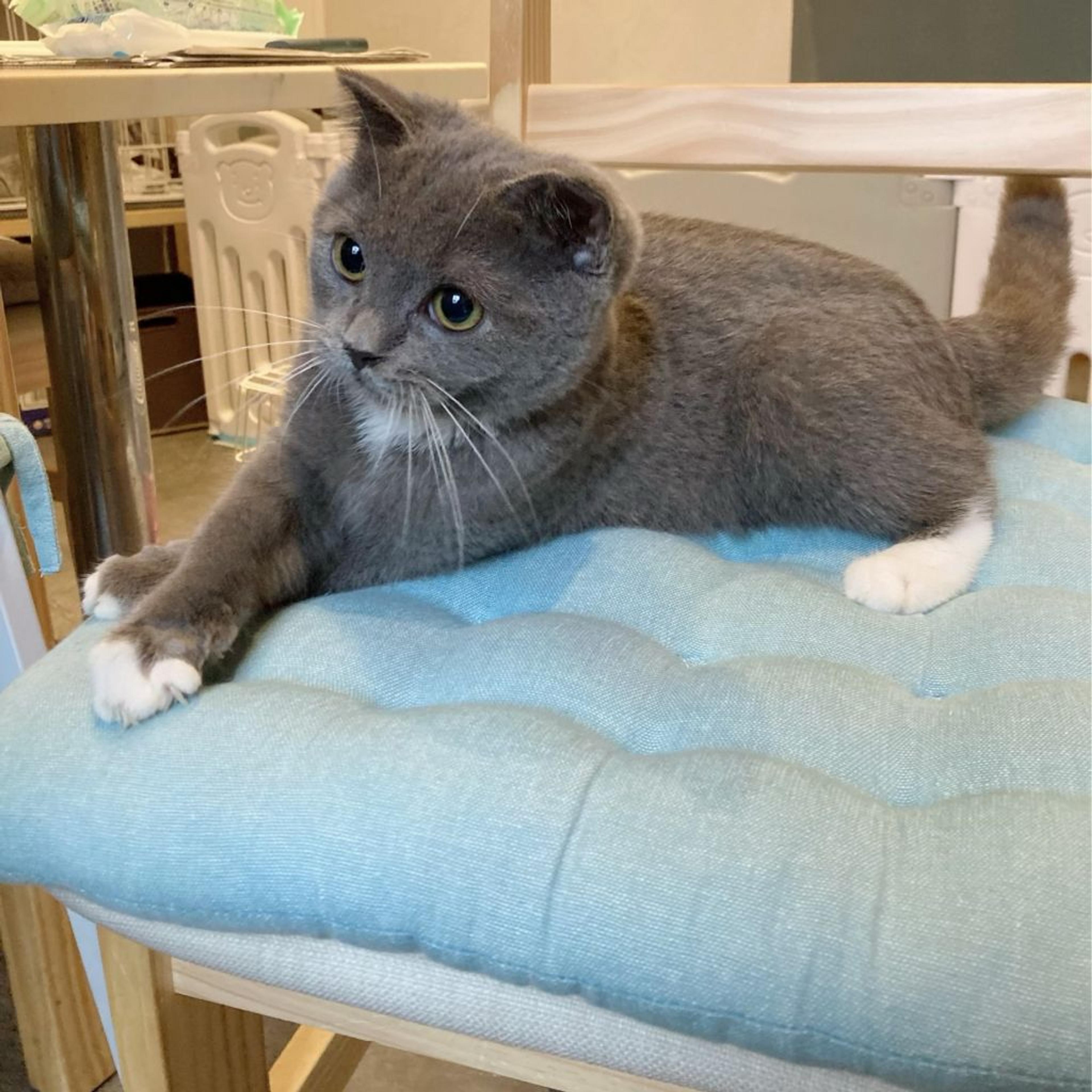pet-image-2