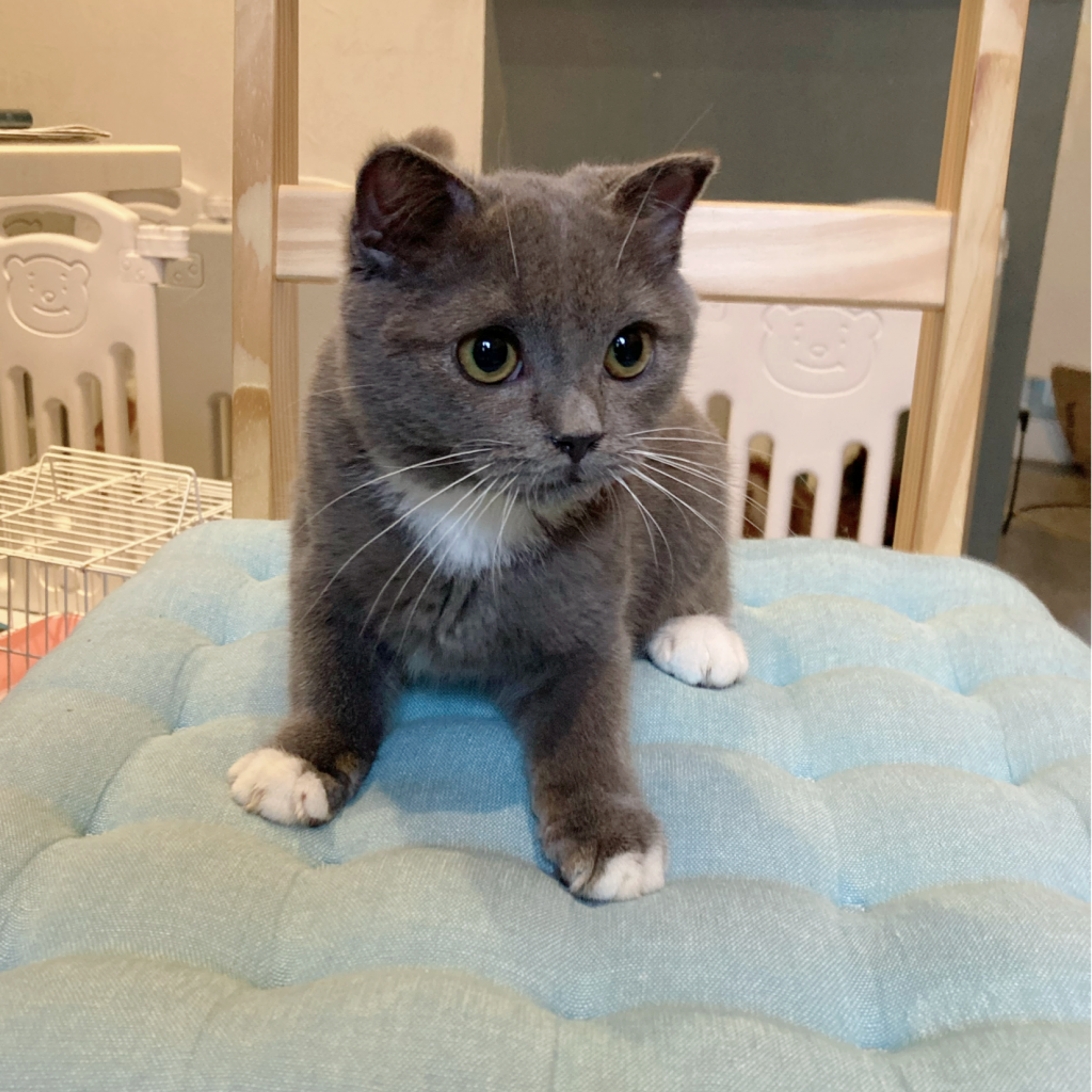 pet-image-3