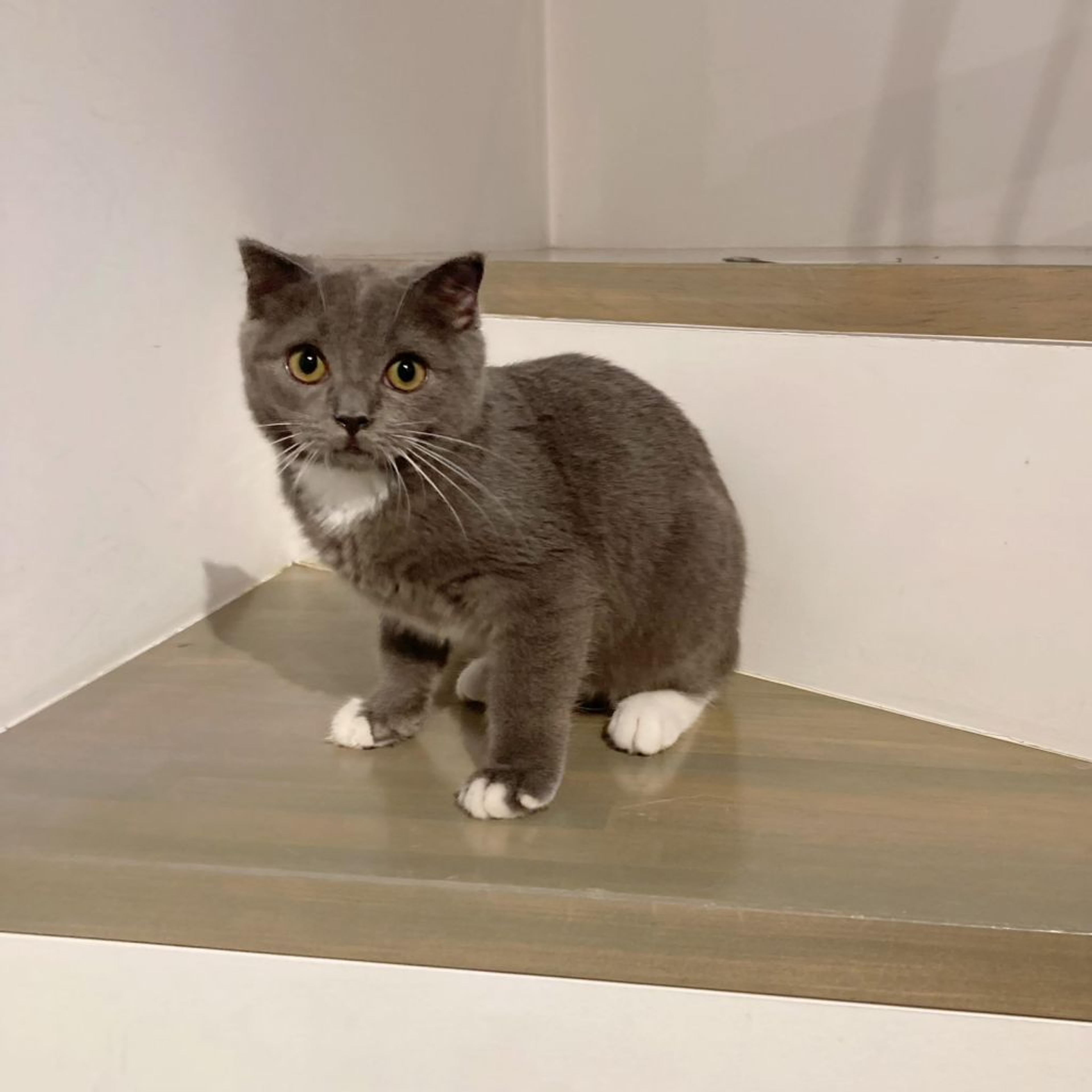 pet-image-4
