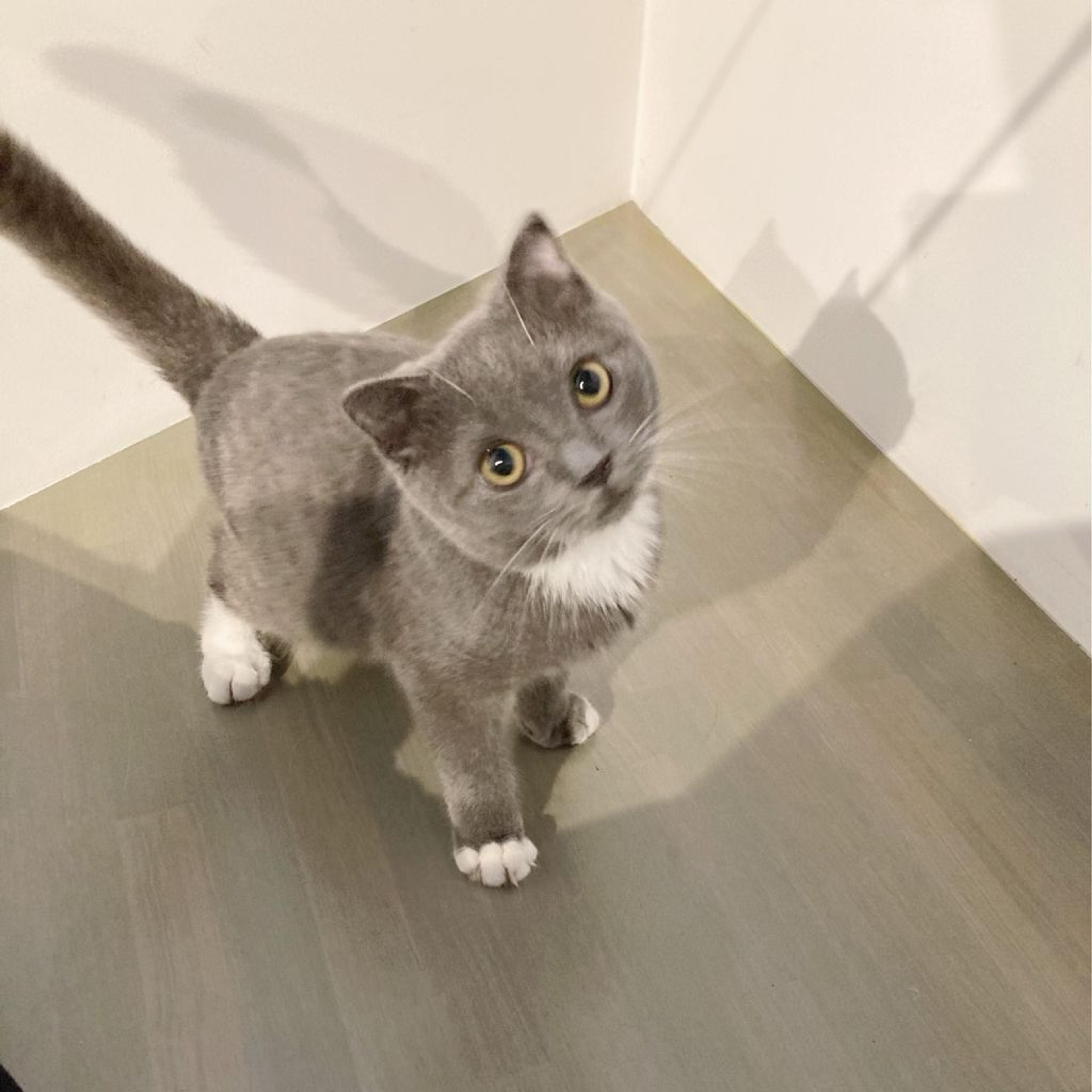 pet-image-5