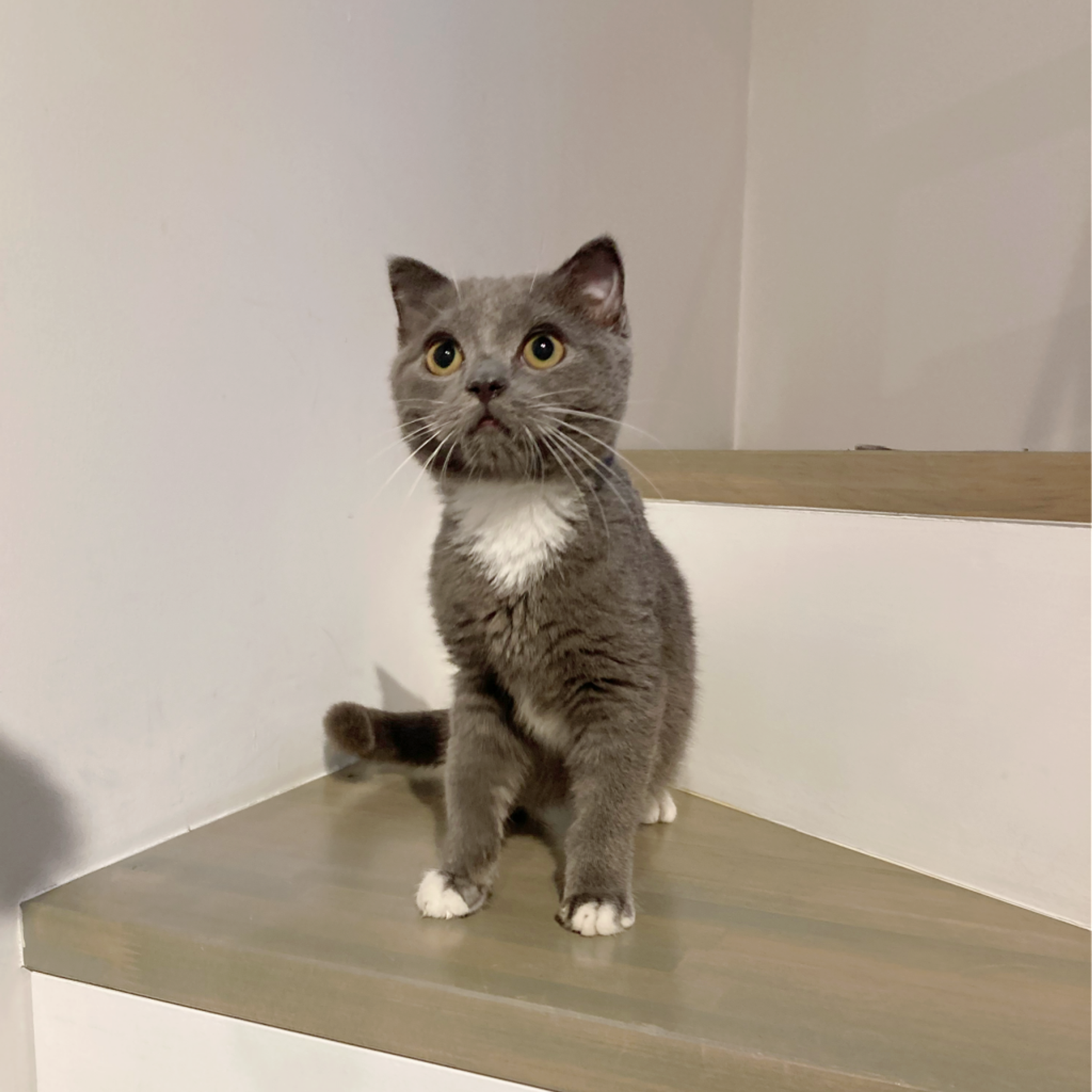 pet-image-6
