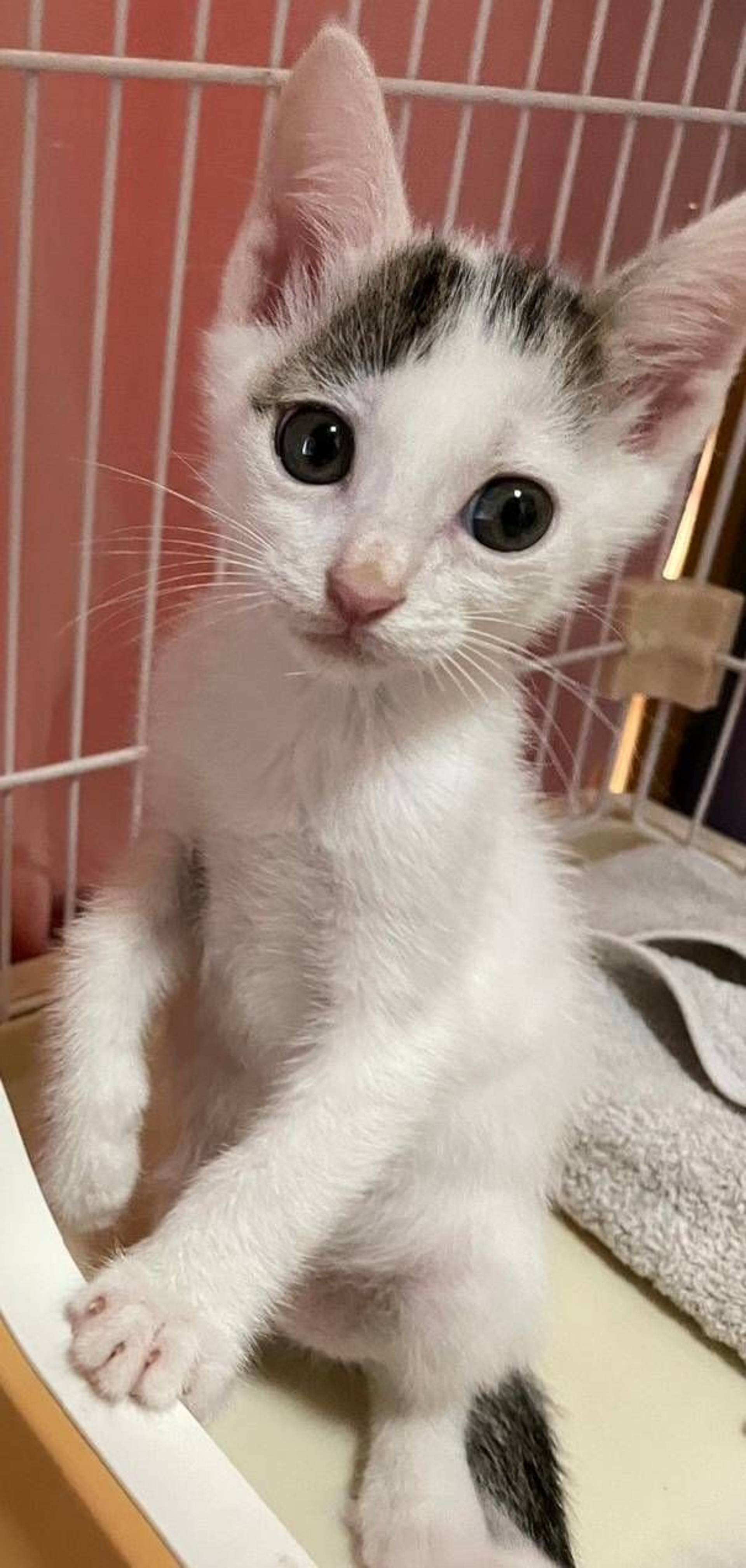雑種（ミックス猫）・オスの里親募集の写真