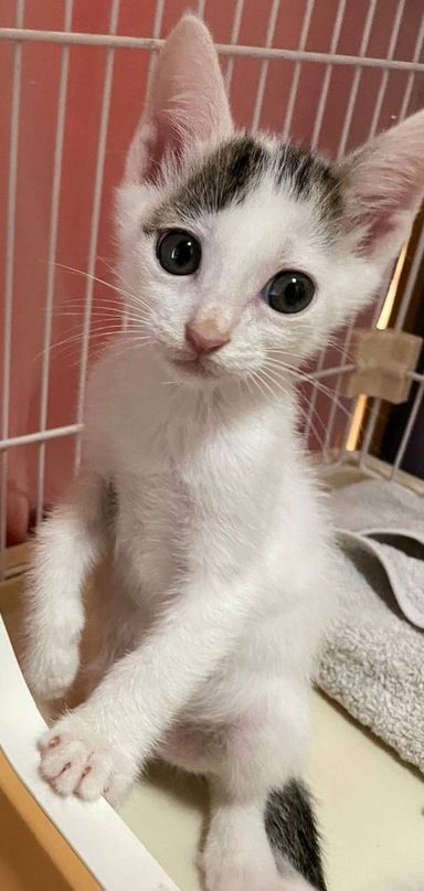 よーちゃんの写真