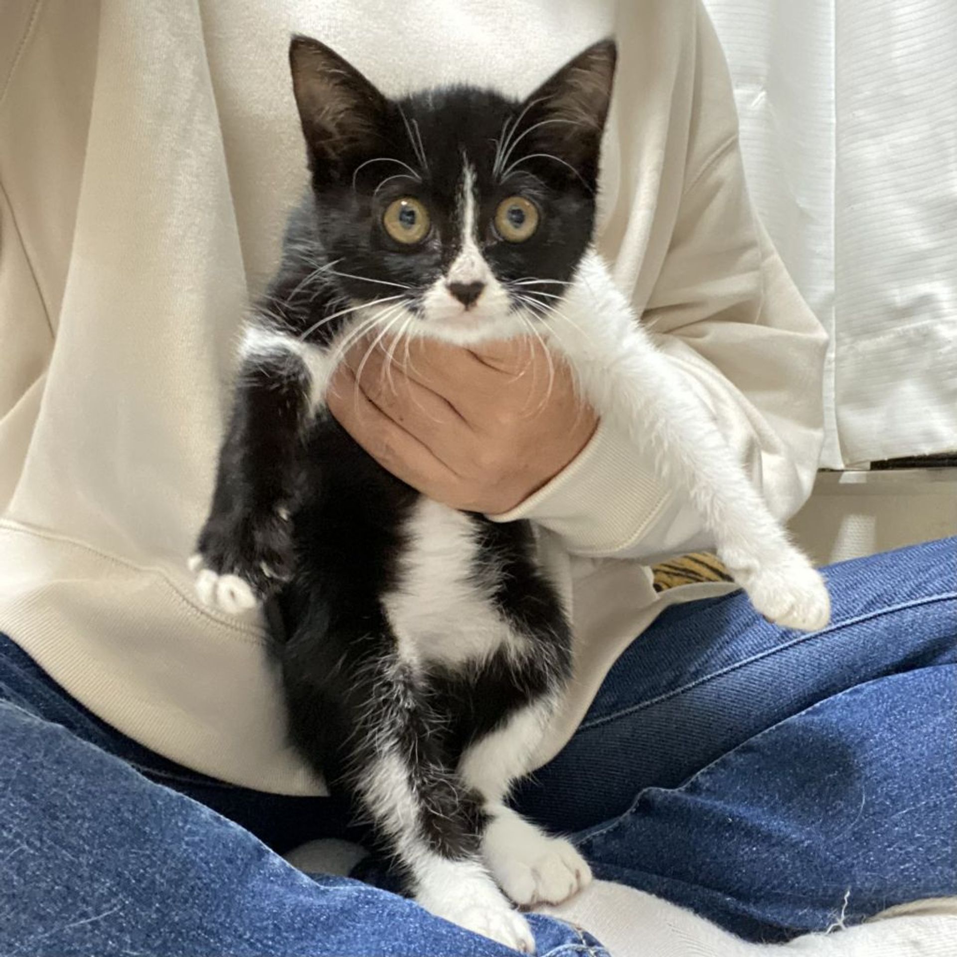 雑種（ミックス猫）・メスの里親募集の写真
