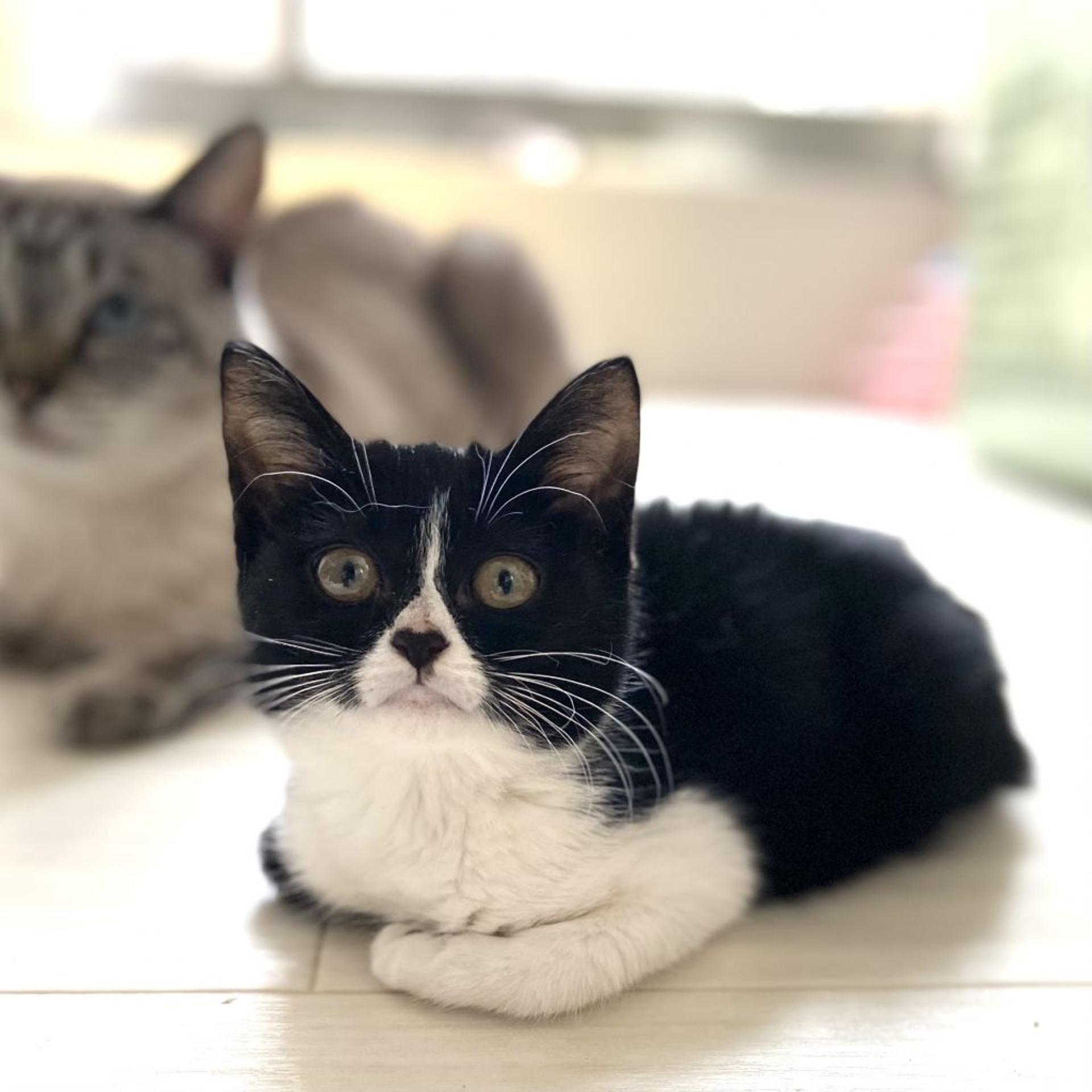 pet-image-3
